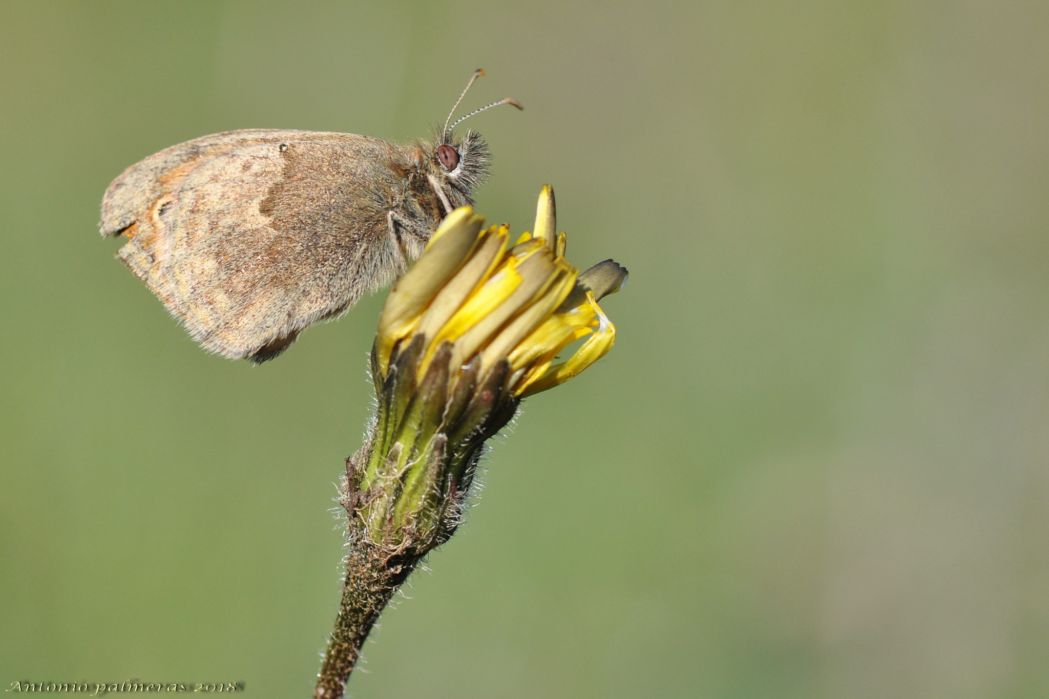 Nikon D90 sample photo. Mariposa photography