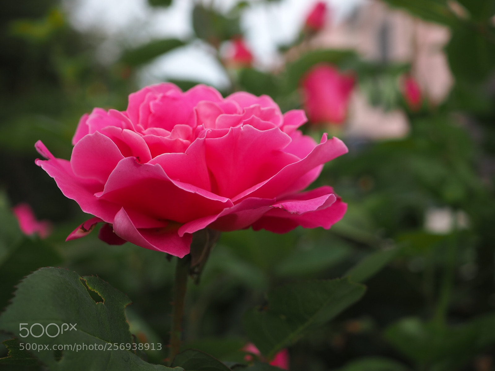 Olympus OM-D E-M10 sample photo. Rose  photography