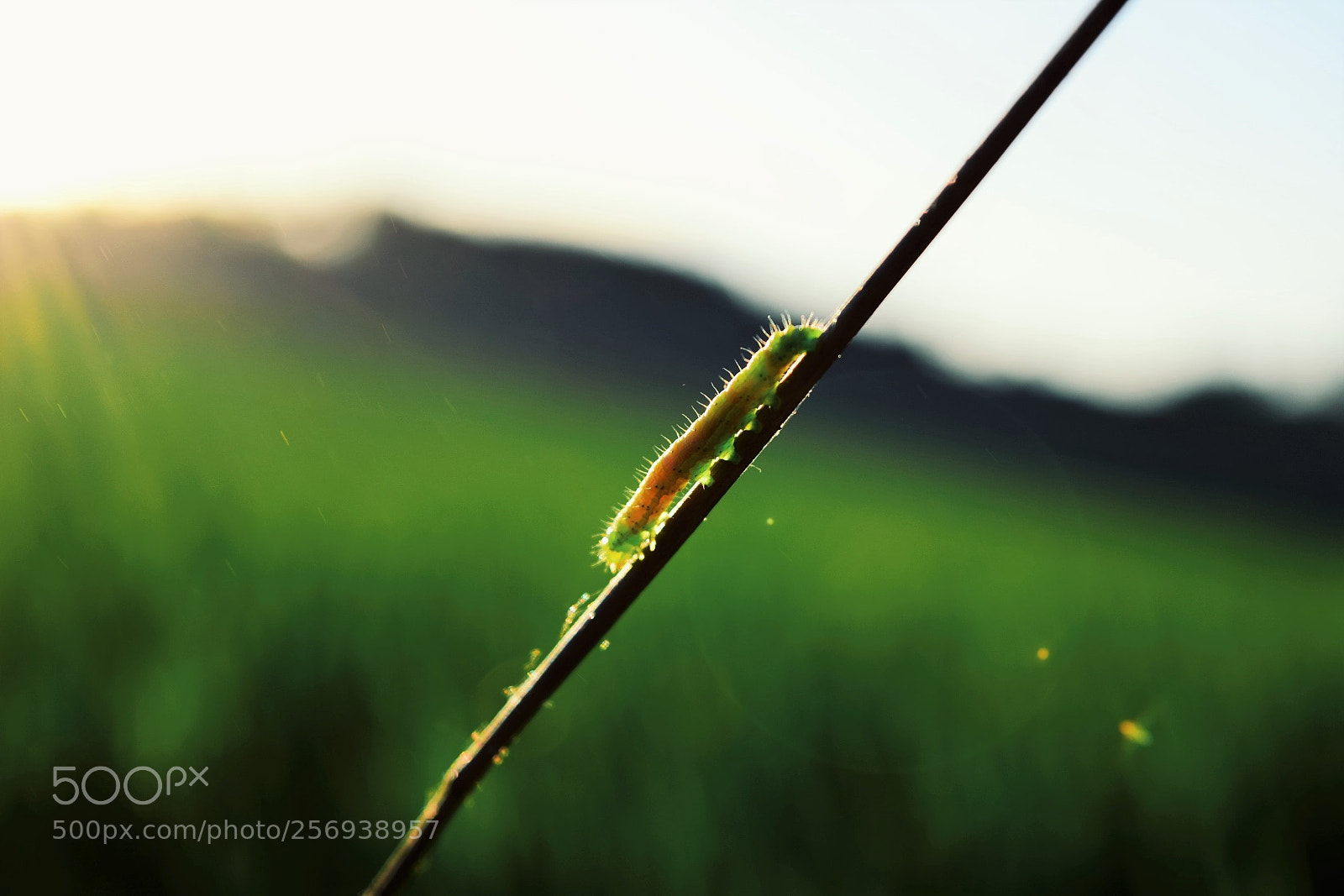 Nikon D3300 sample photo. Untitled photography