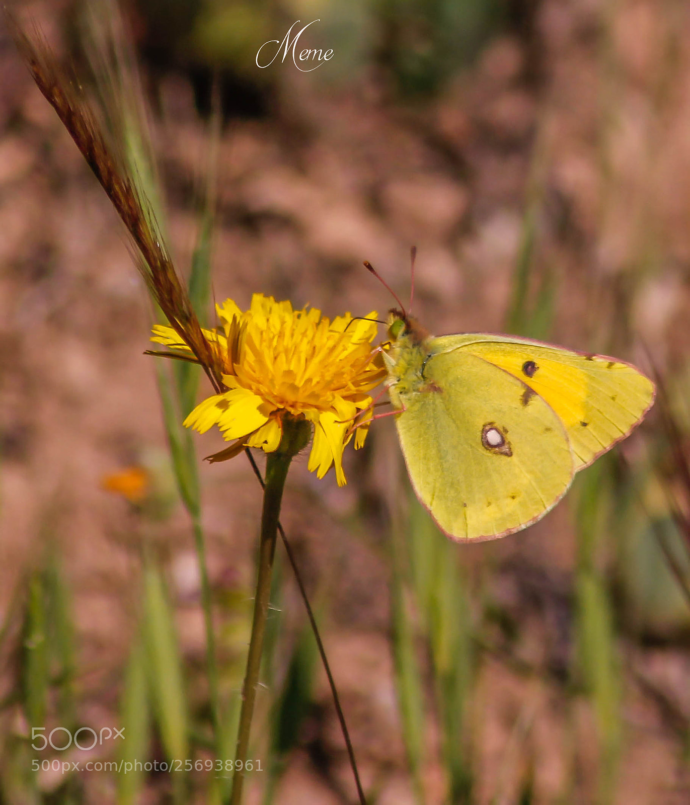 Canon EOS 1200D (EOS Rebel T5 / EOS Kiss X70 / EOS Hi) sample photo. Butterfly photography