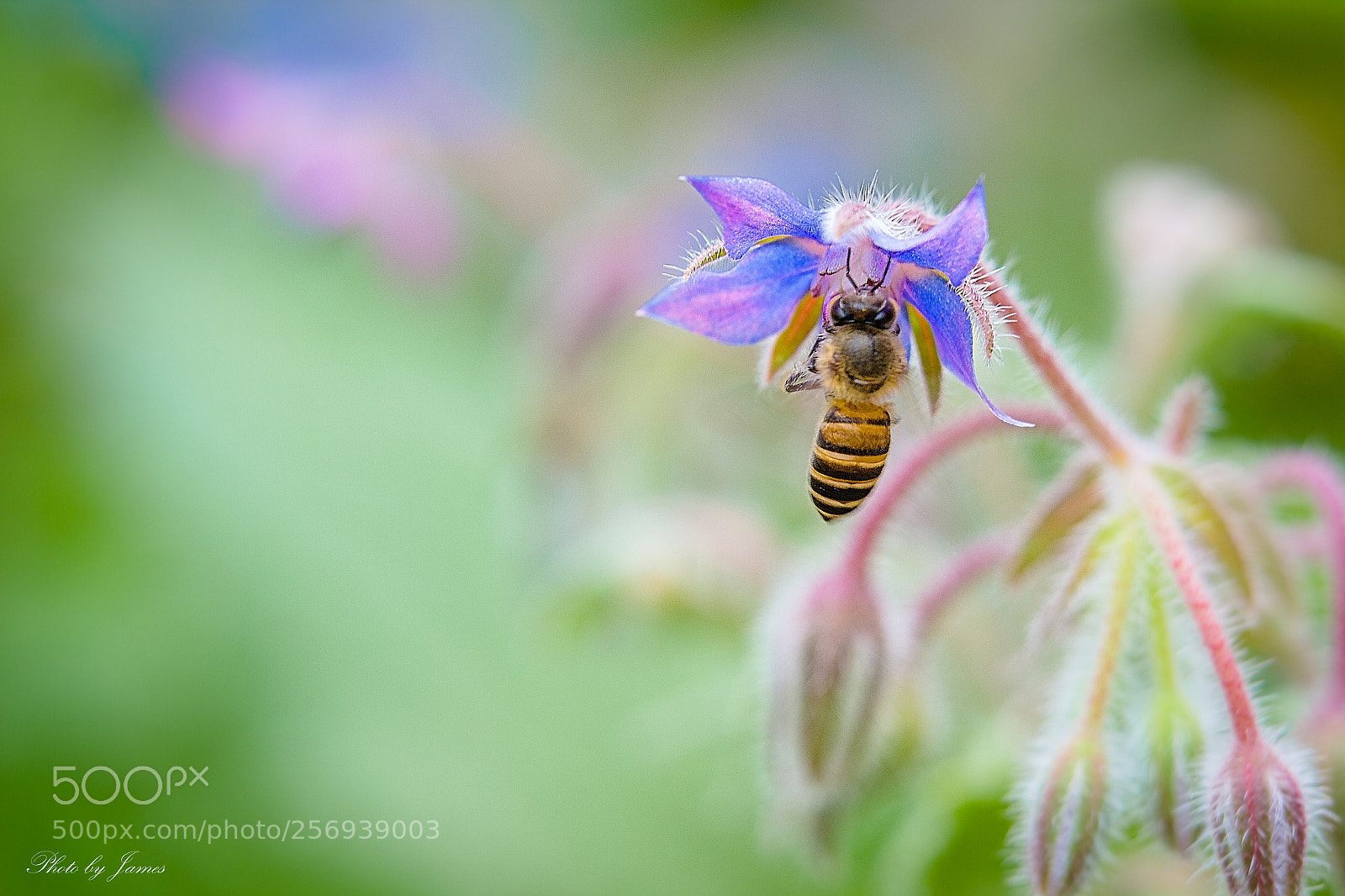 Canon EOS 60D sample photo. 花之蜜2 photography