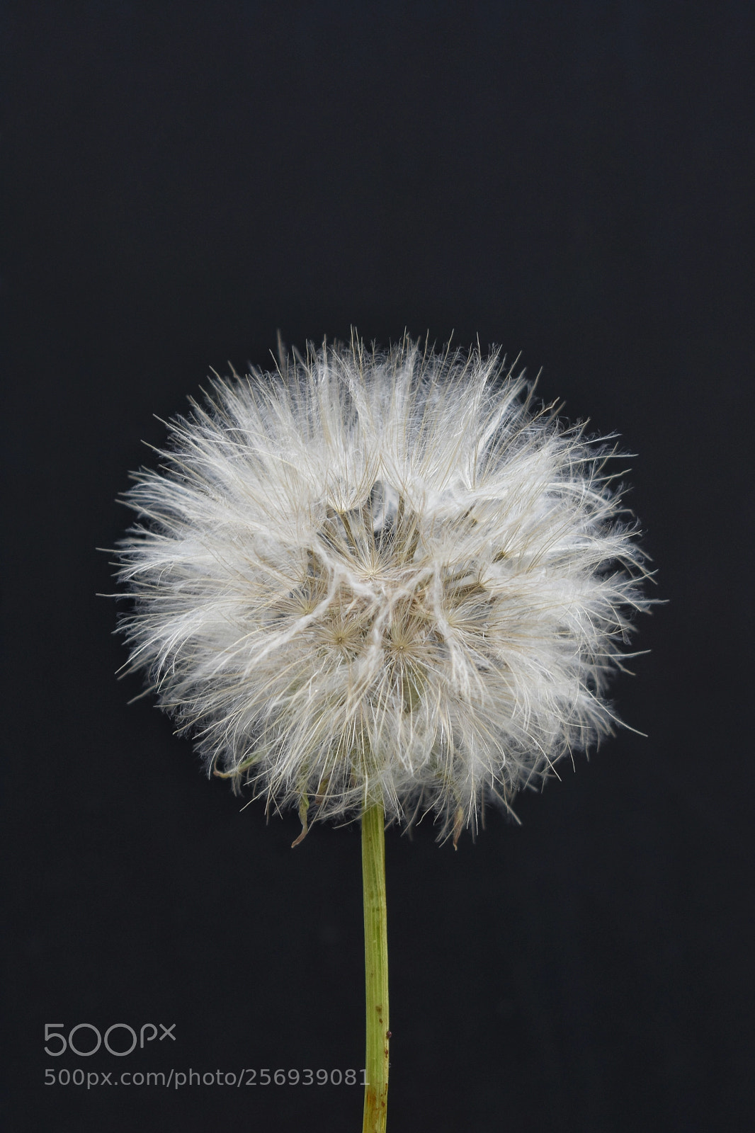 Nikon D3400 sample photo. Dandelion photography