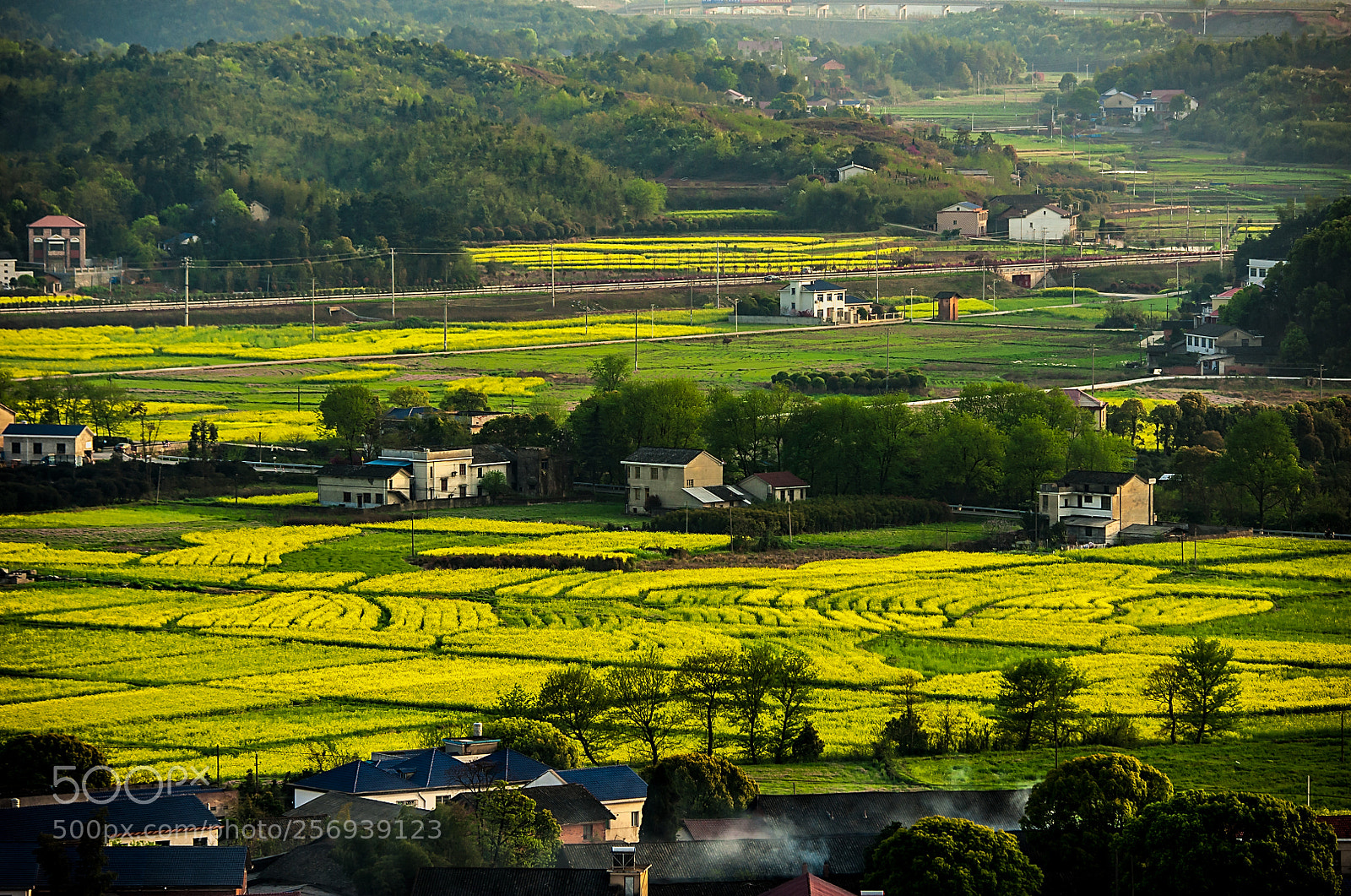 Nikon D700 sample photo. Farmland of rape flower photography