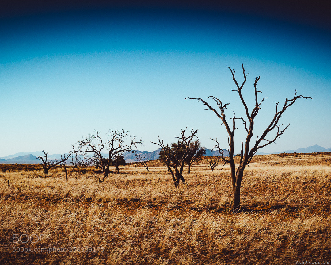Canon EOS 7D Mark II sample photo. Dead trees in front photography