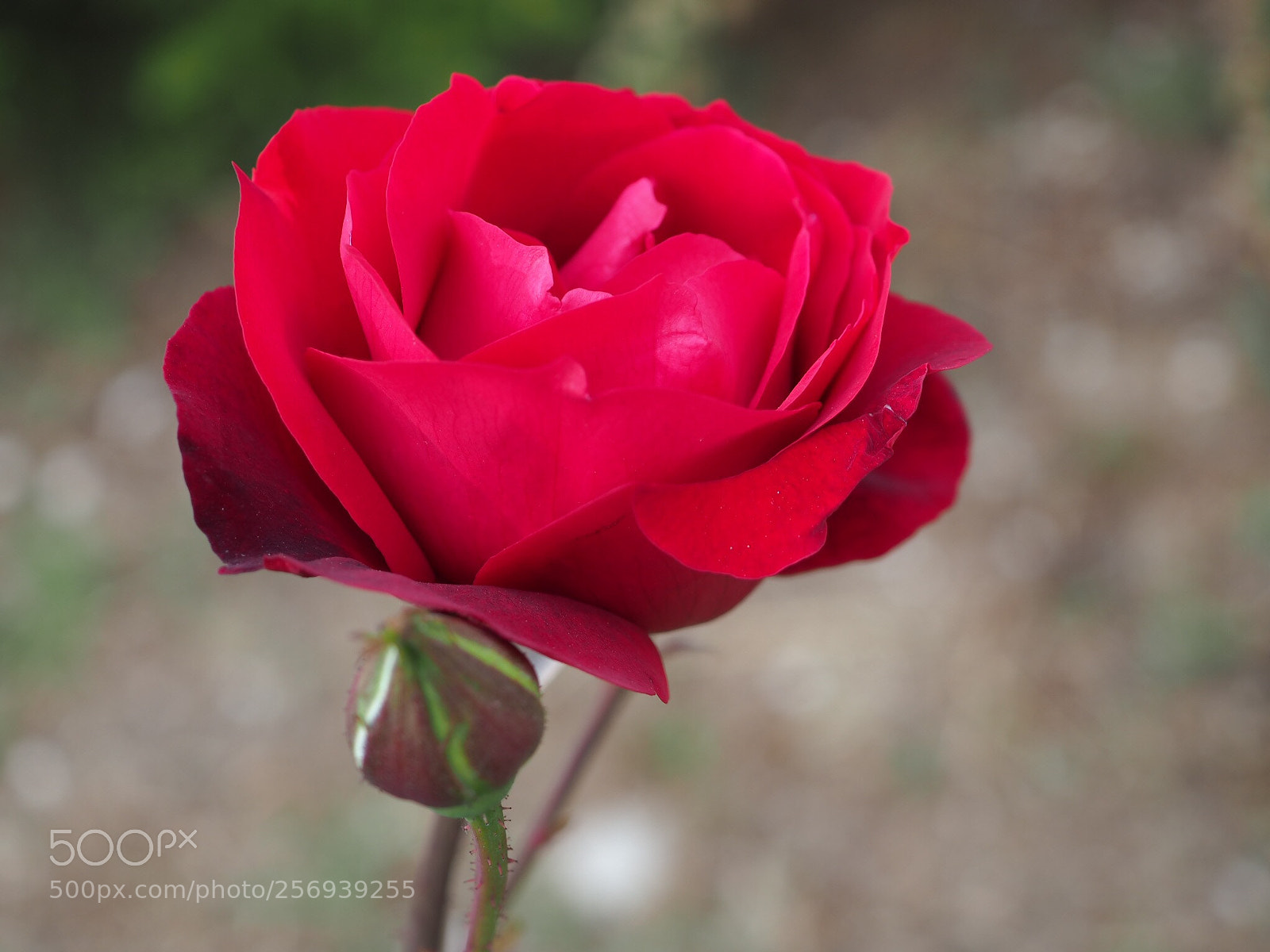 Olympus OM-D E-M10 sample photo. Rose from my eyes  photography