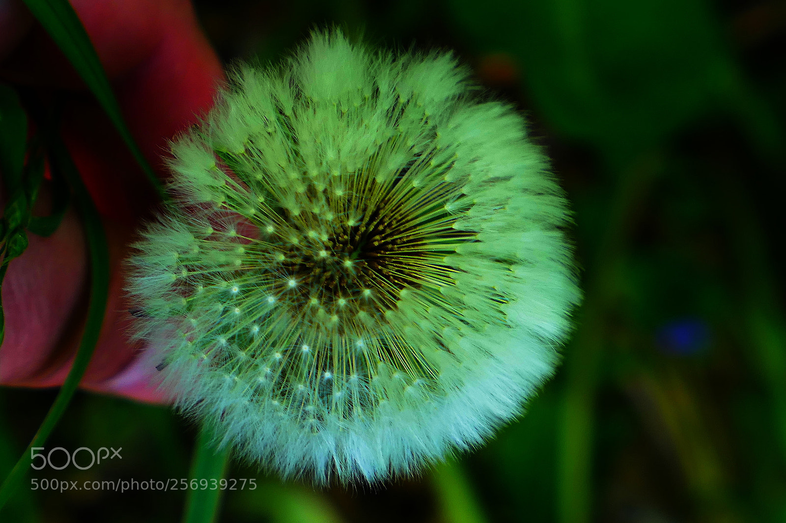 Panasonic Lumix DMC-LX10 (Lumix DMC-LX15) sample photo. Dandelion photography