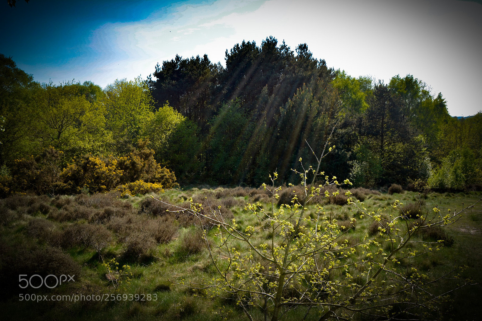 Nikon D5200 sample photo. Untitled photography