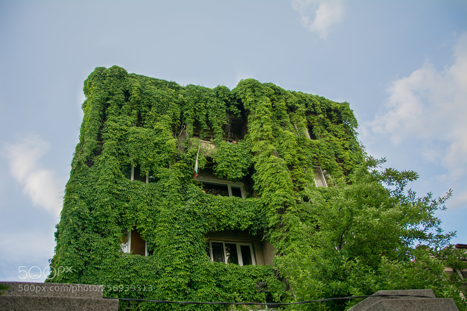Nikon D7100 sample photo. Green giant photography