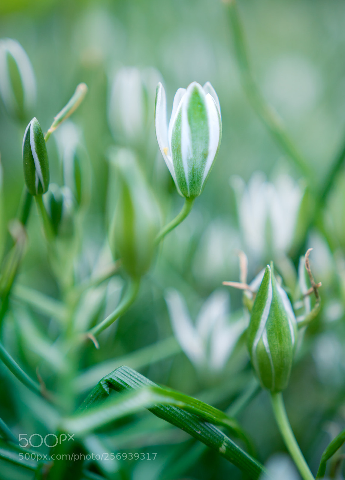 Sony a6300 sample photo. Little green blooms photography