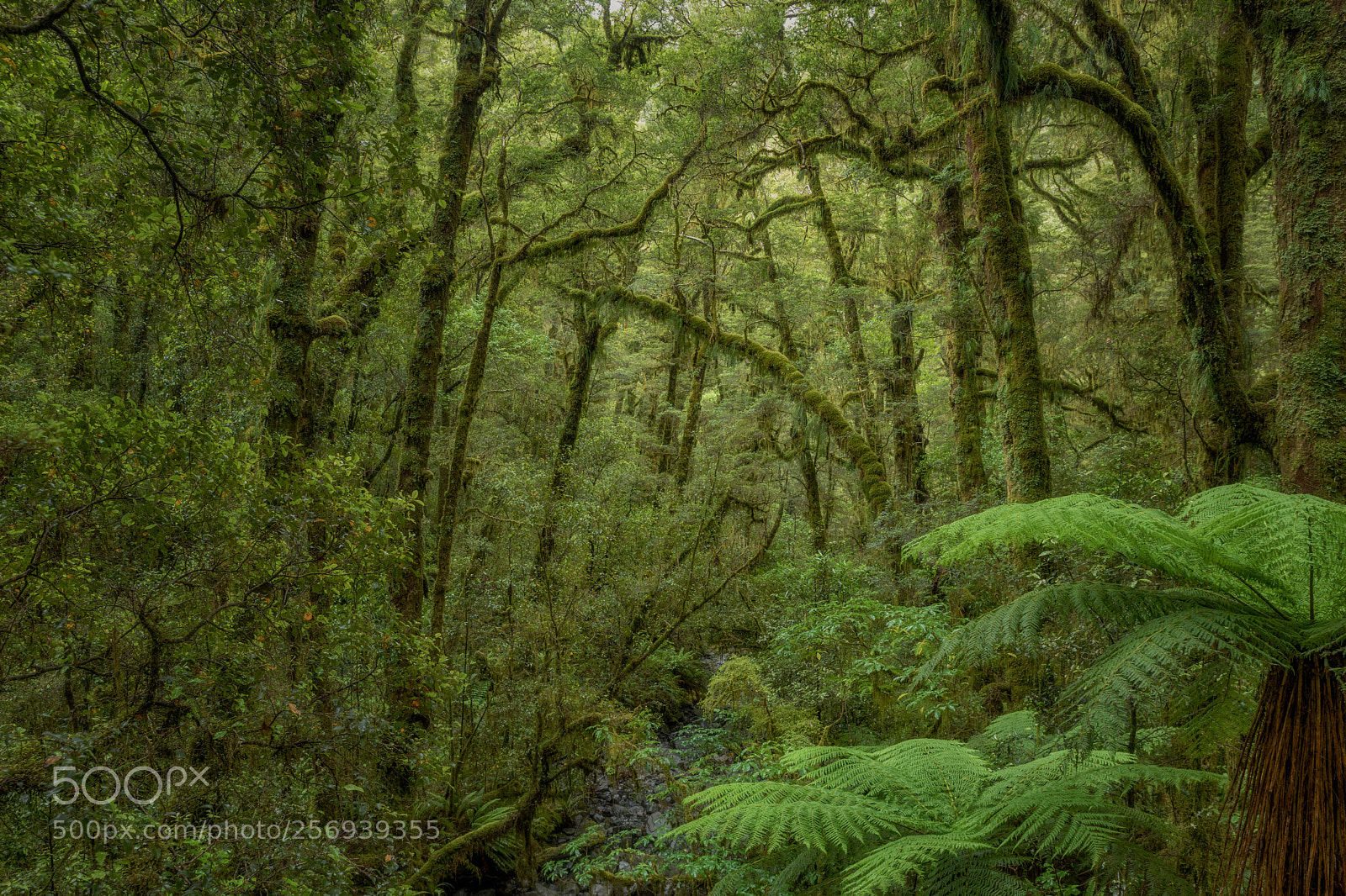 Pentax K-1 sample photo. Jungle scene photography