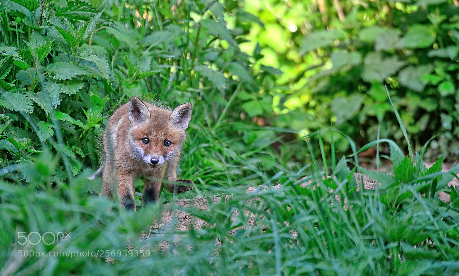 Nikon D800E sample photo. My new friend photography