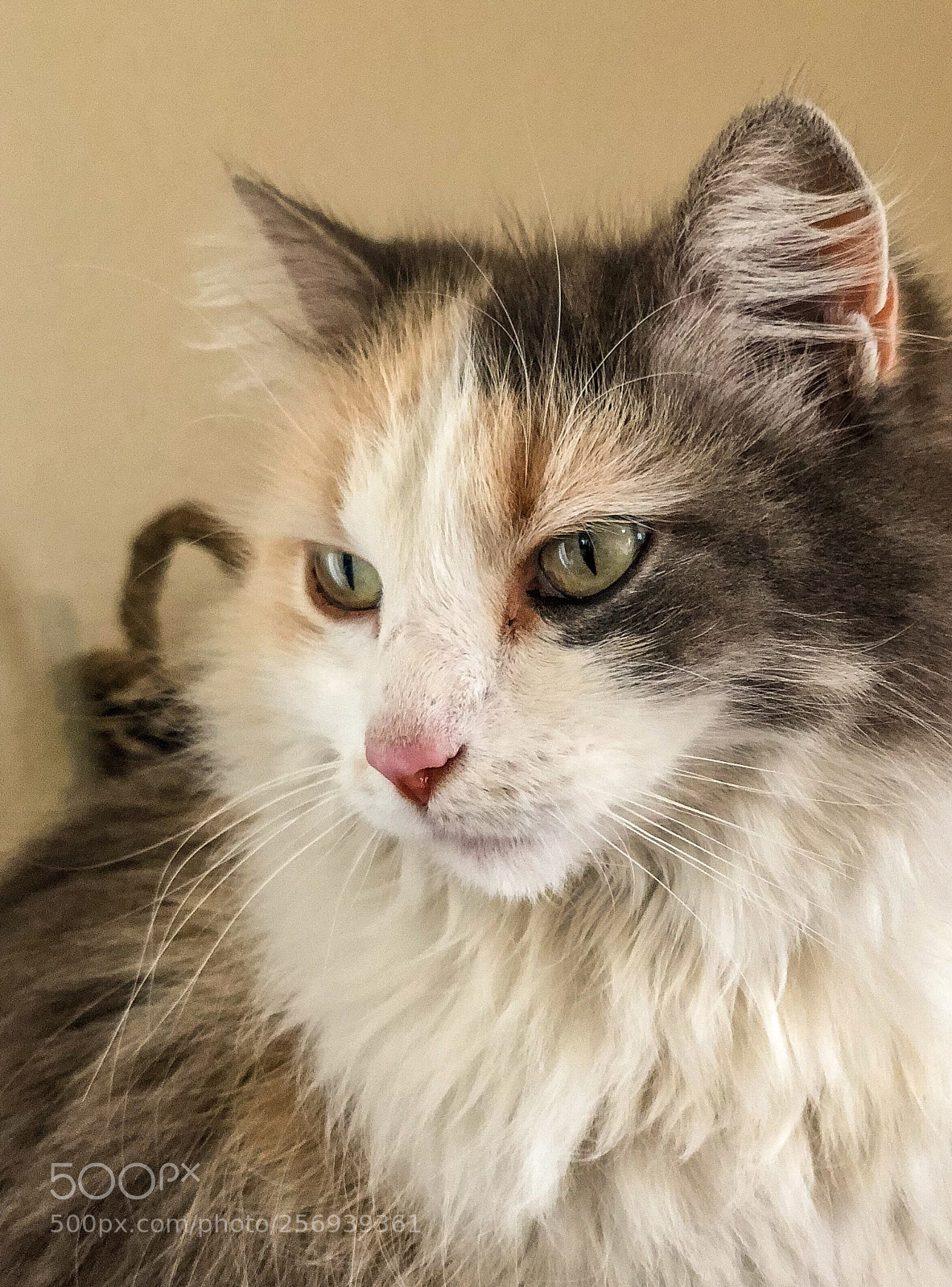 Apple iPhone X sample photo. Pandora photography