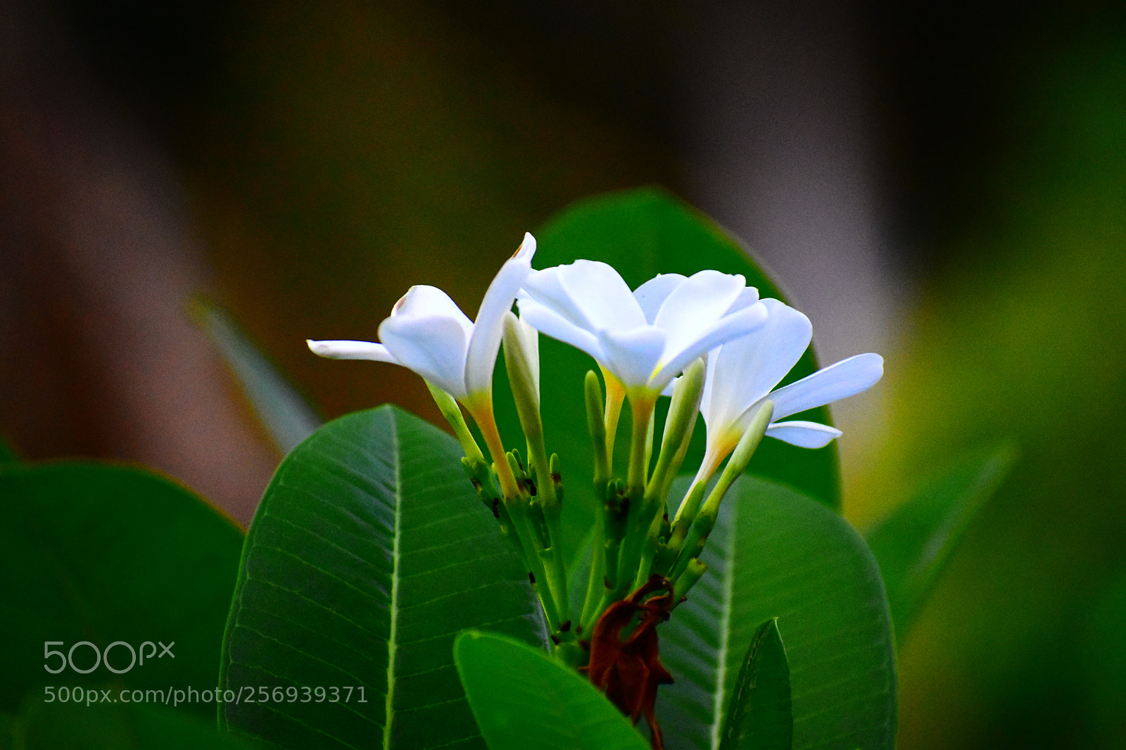 Nikon D3400 sample photo. #blossoms photography