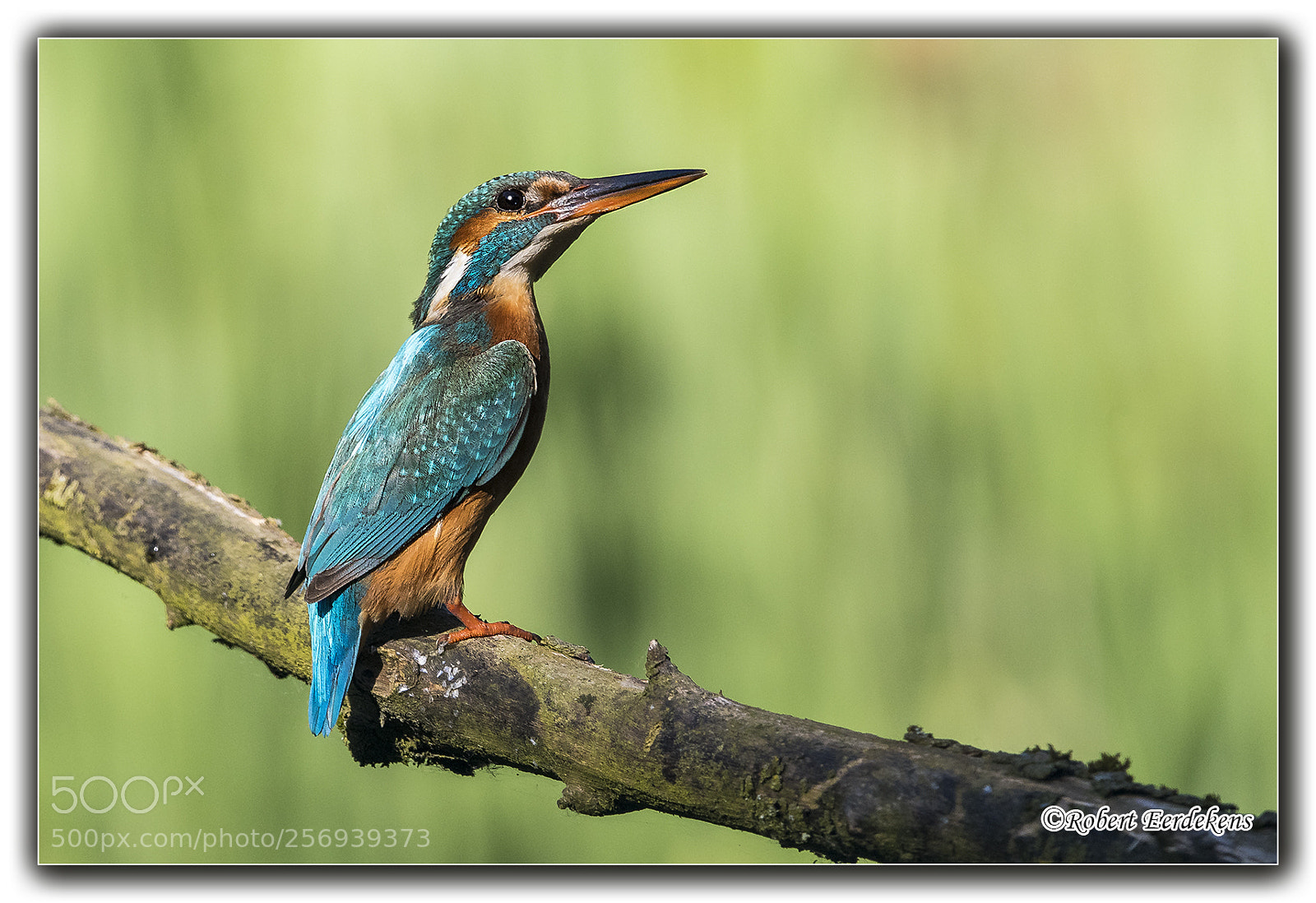 Nikon D500 sample photo. Kingfisher photography