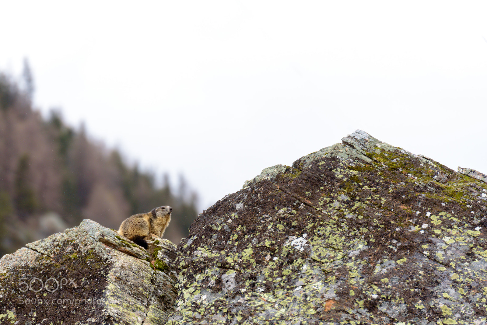 Nikon D750 sample photo. Groundhog (day) photography