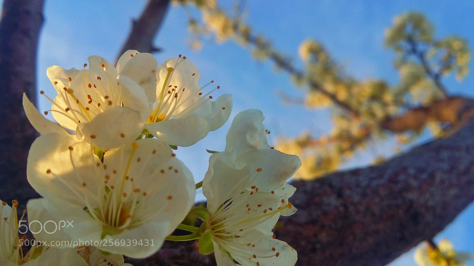 Samsung Galaxy Grand Prime sample photo. Up to the sky photography