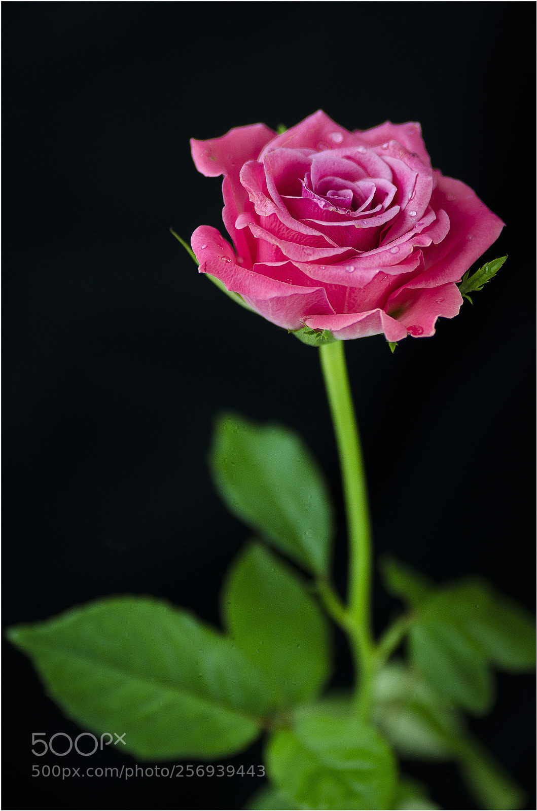 Nikon D7000 sample photo. Rose photography