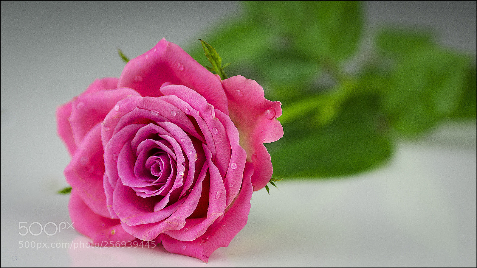 Nikon D7000 sample photo. Rose photography
