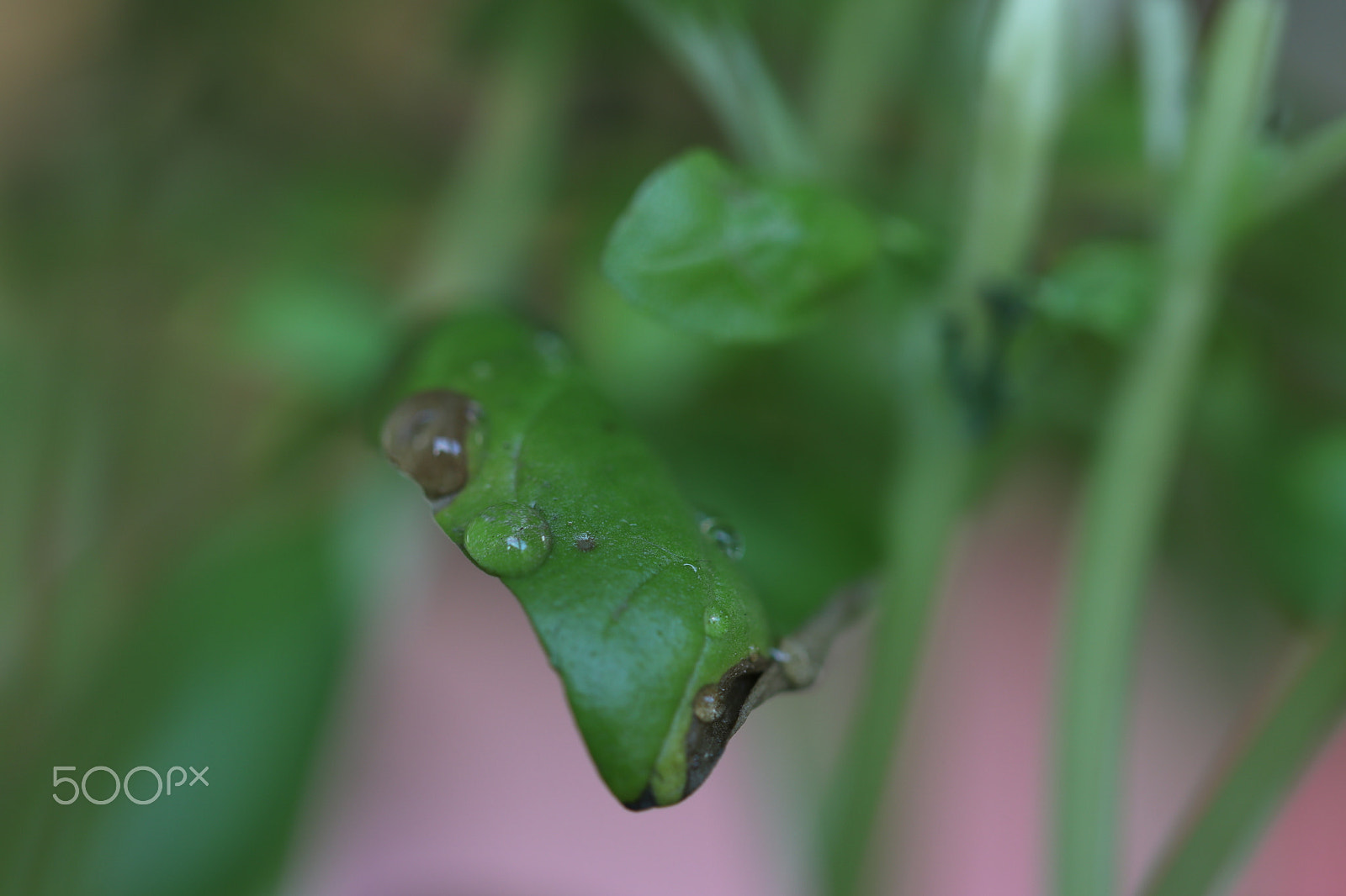 Canon EF 100mm F2.8L Macro IS USM sample photo. Basilikum photography