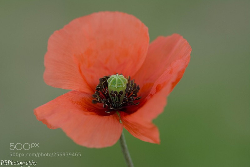 Nikon D7100 sample photo. Poppy photography