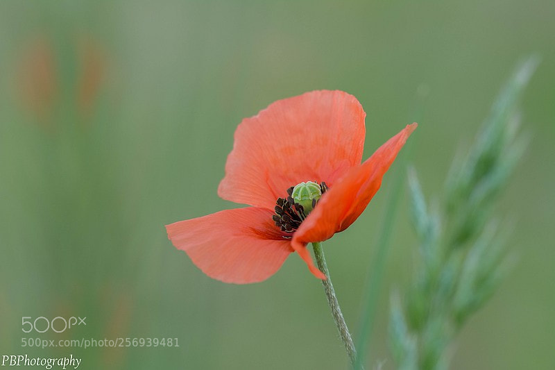 Nikon D7100 sample photo. Poppy photography