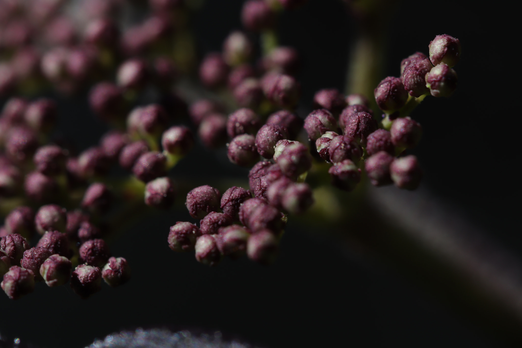 Canon EF 100mm F2.8L Macro IS USM sample photo