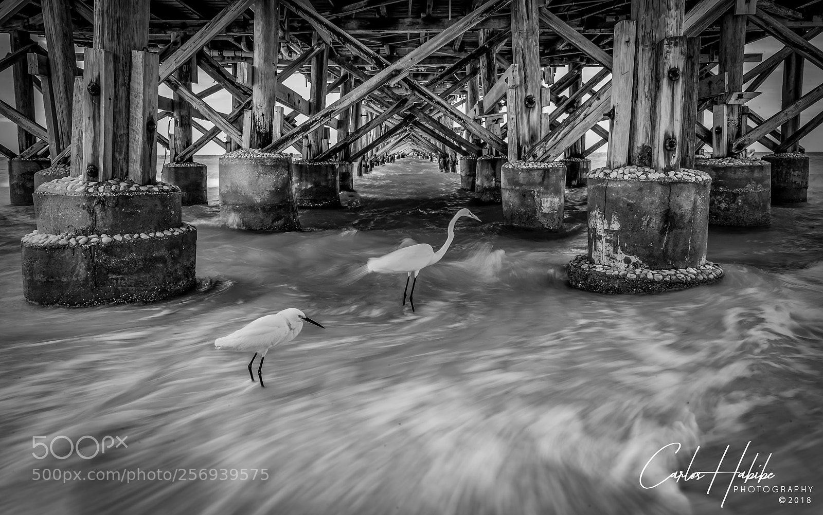 Canon EOS-1Ds Mark II sample photo. Feeding  under the pier 3 photography