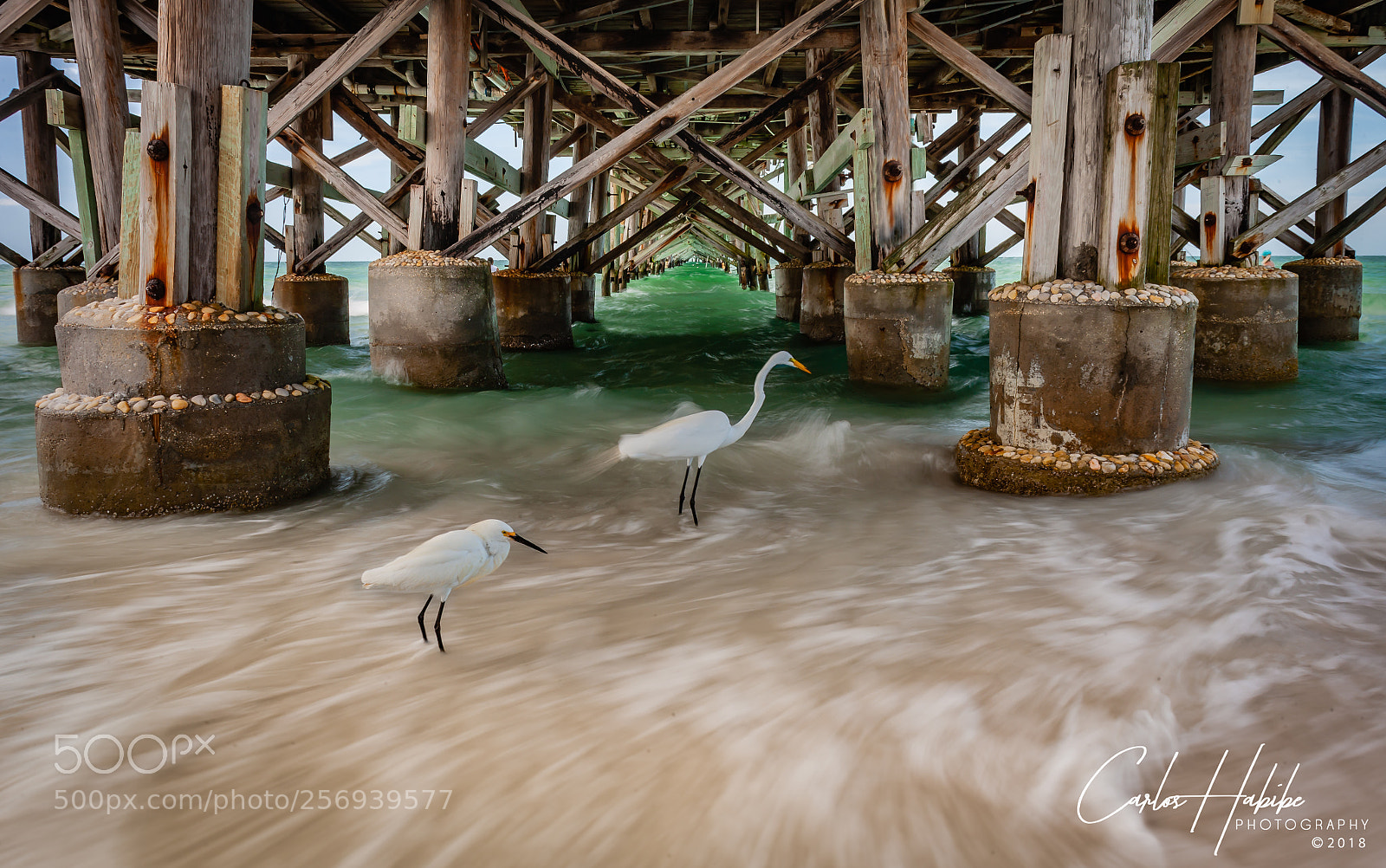 Canon EOS-1Ds Mark II sample photo. Feeding  under the pier 2 photography
