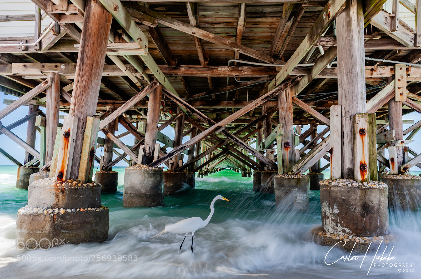 Canon EOS-1Ds Mark II sample photo. Feeding  under the pier 1 photography