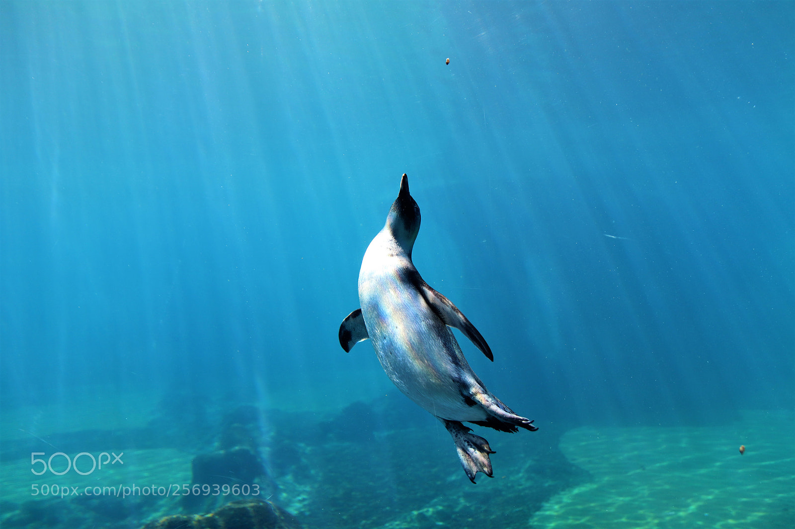 Canon EOS 77D (EOS 9000D / EOS 770D) sample photo. Penguin photography