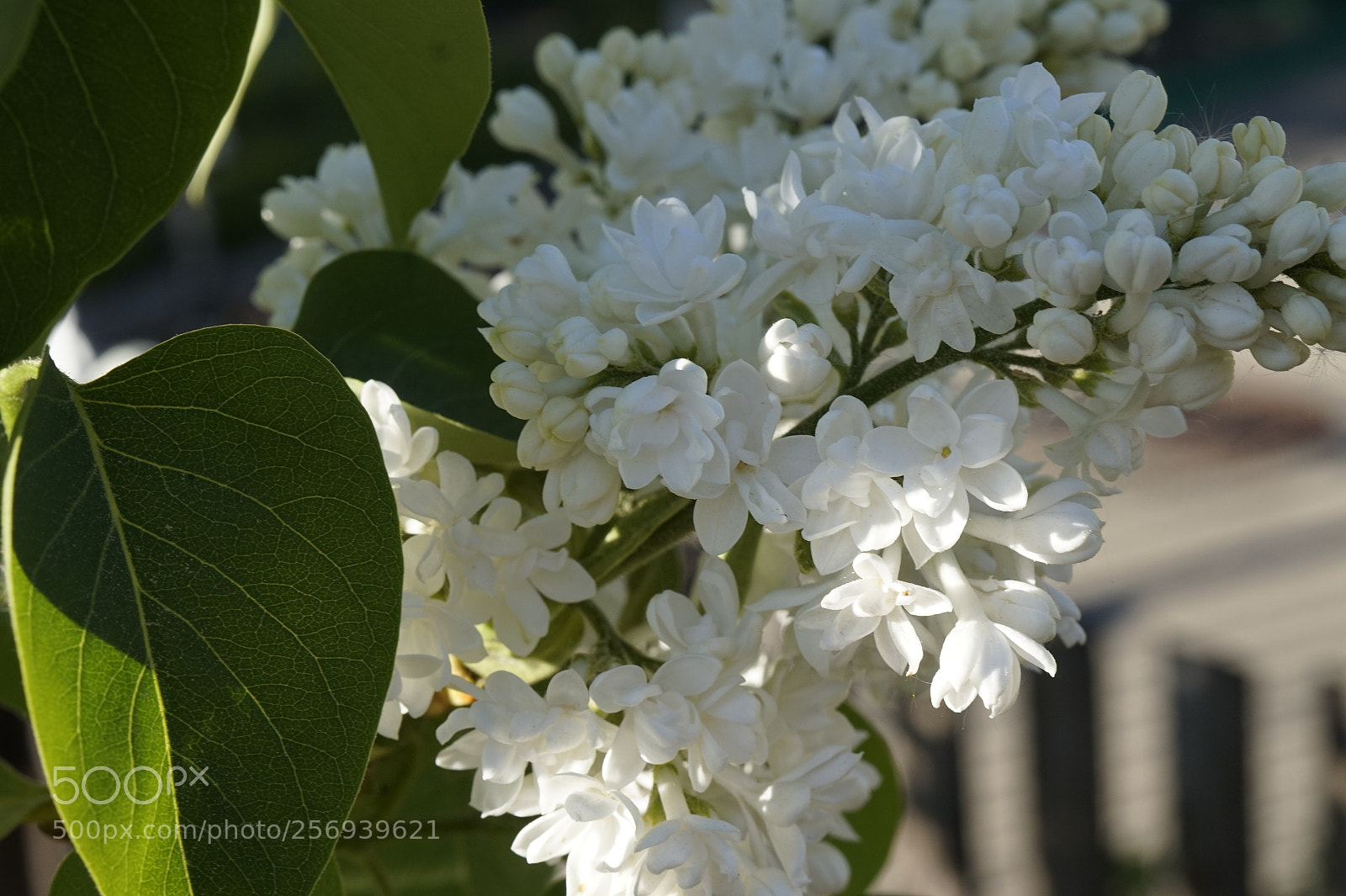 Sony Alpha a5000 (ILCE 5000) sample photo. Weißer flieder photography