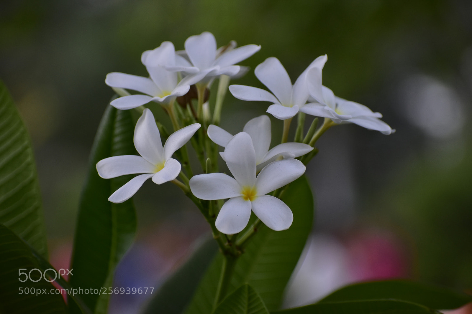Nikon D3400 sample photo. #blooming photography