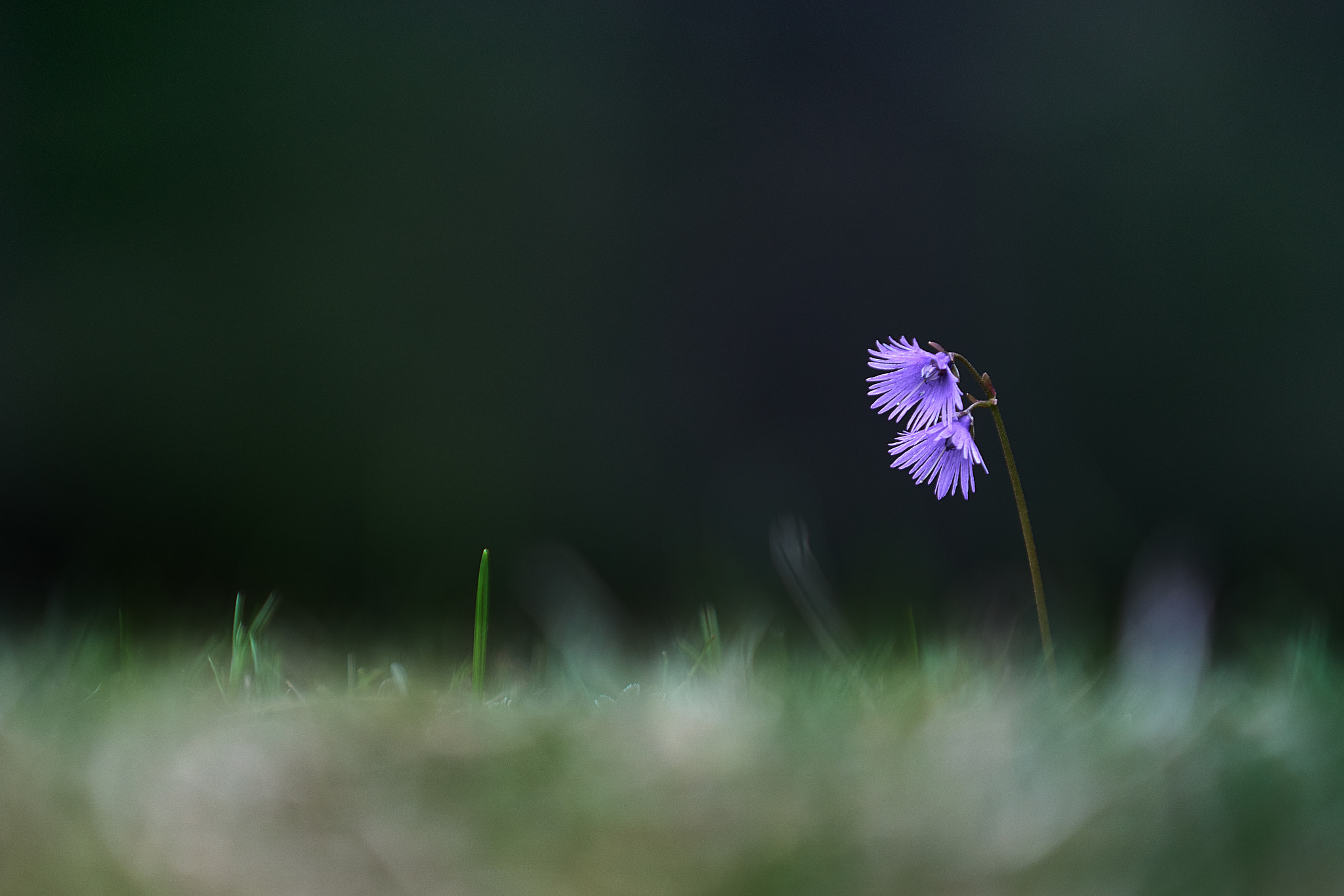 Sony a99 II sample photo. Soldanella photography