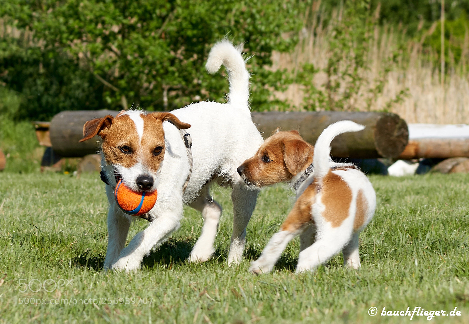 Sony a6500 sample photo. Theo, the dropzone dog photography