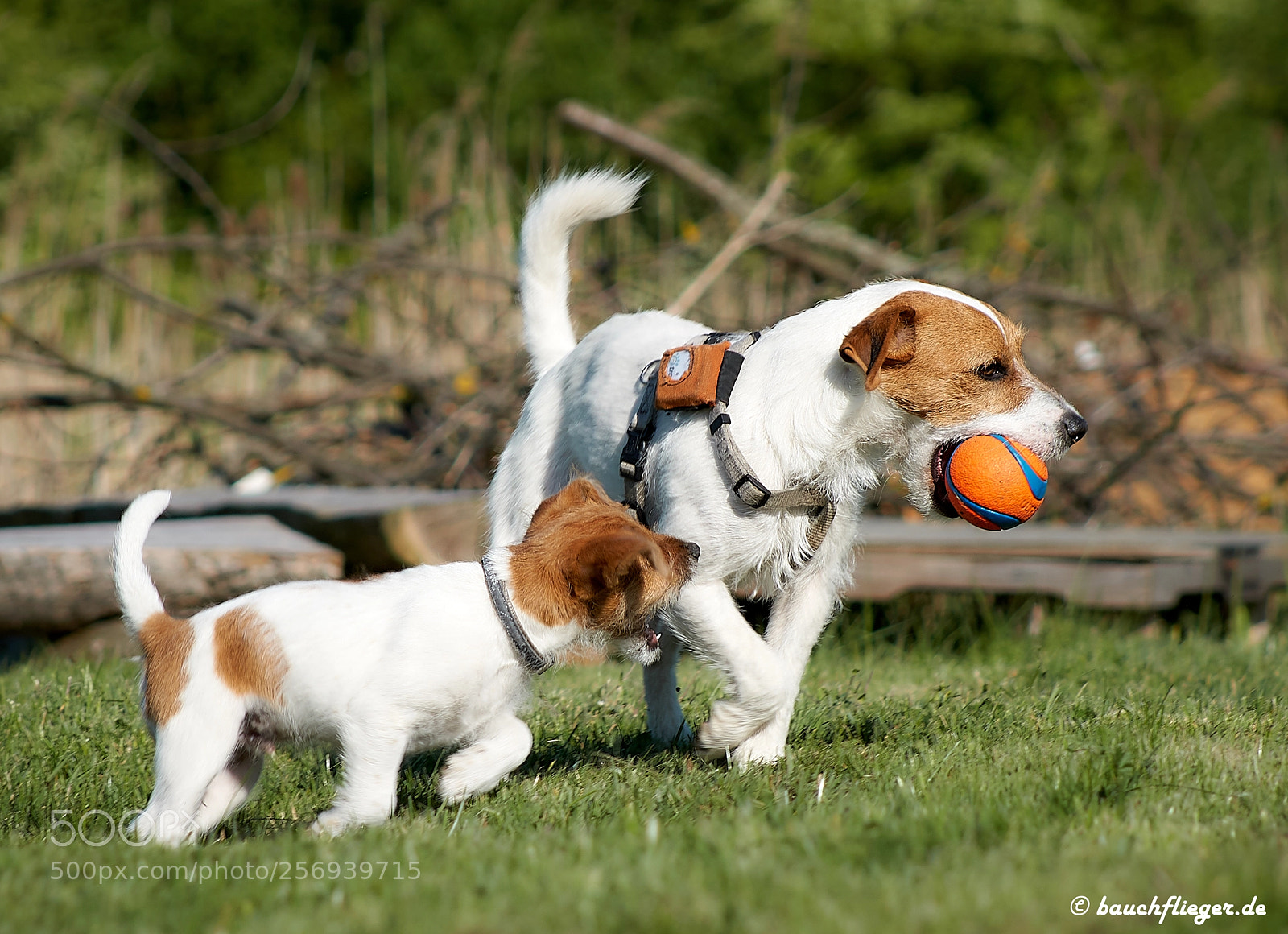 Sony a6500 sample photo. Theo, the dropzone dog photography