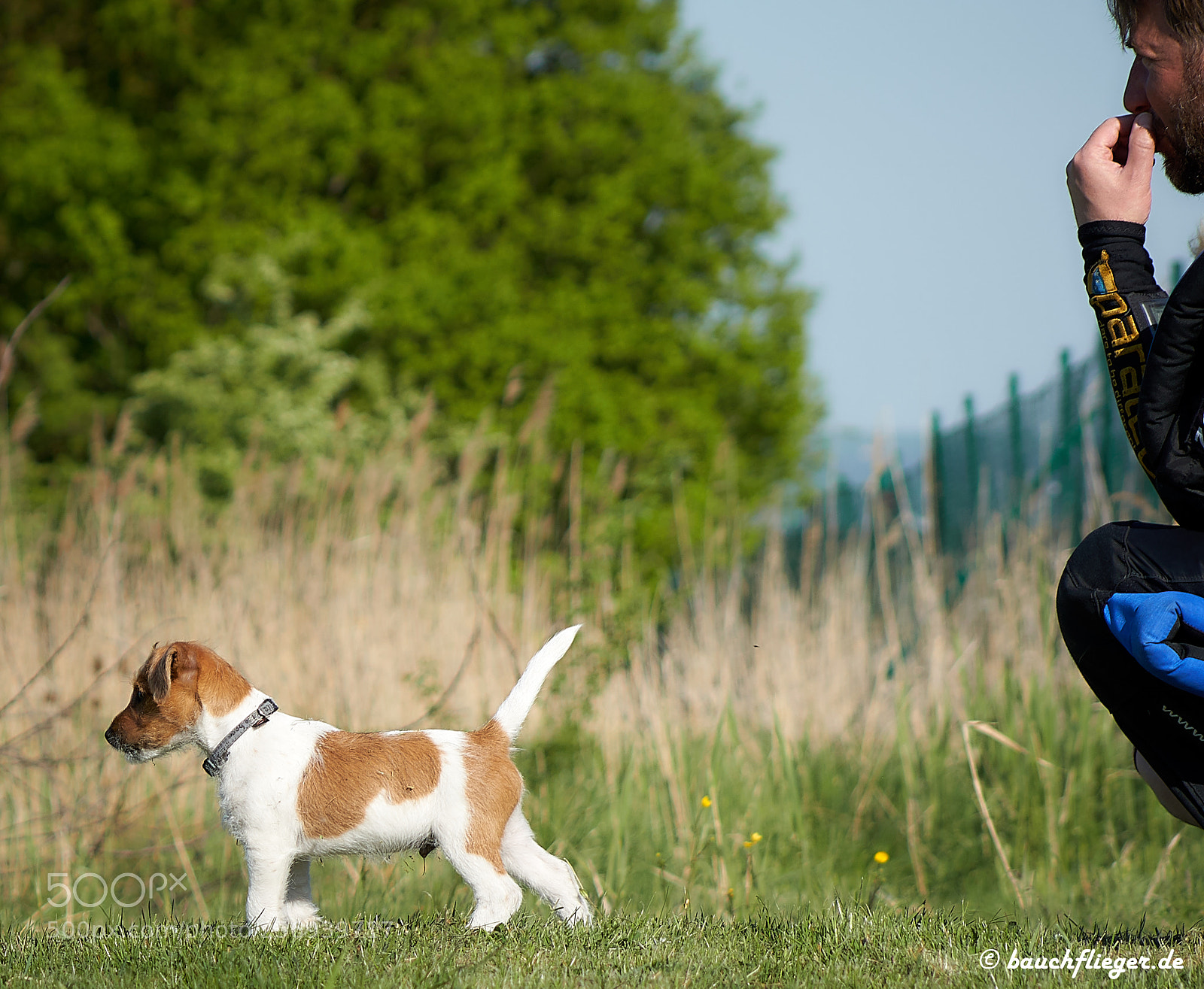 Sony a6500 sample photo. Theo, the dropzone dog photography