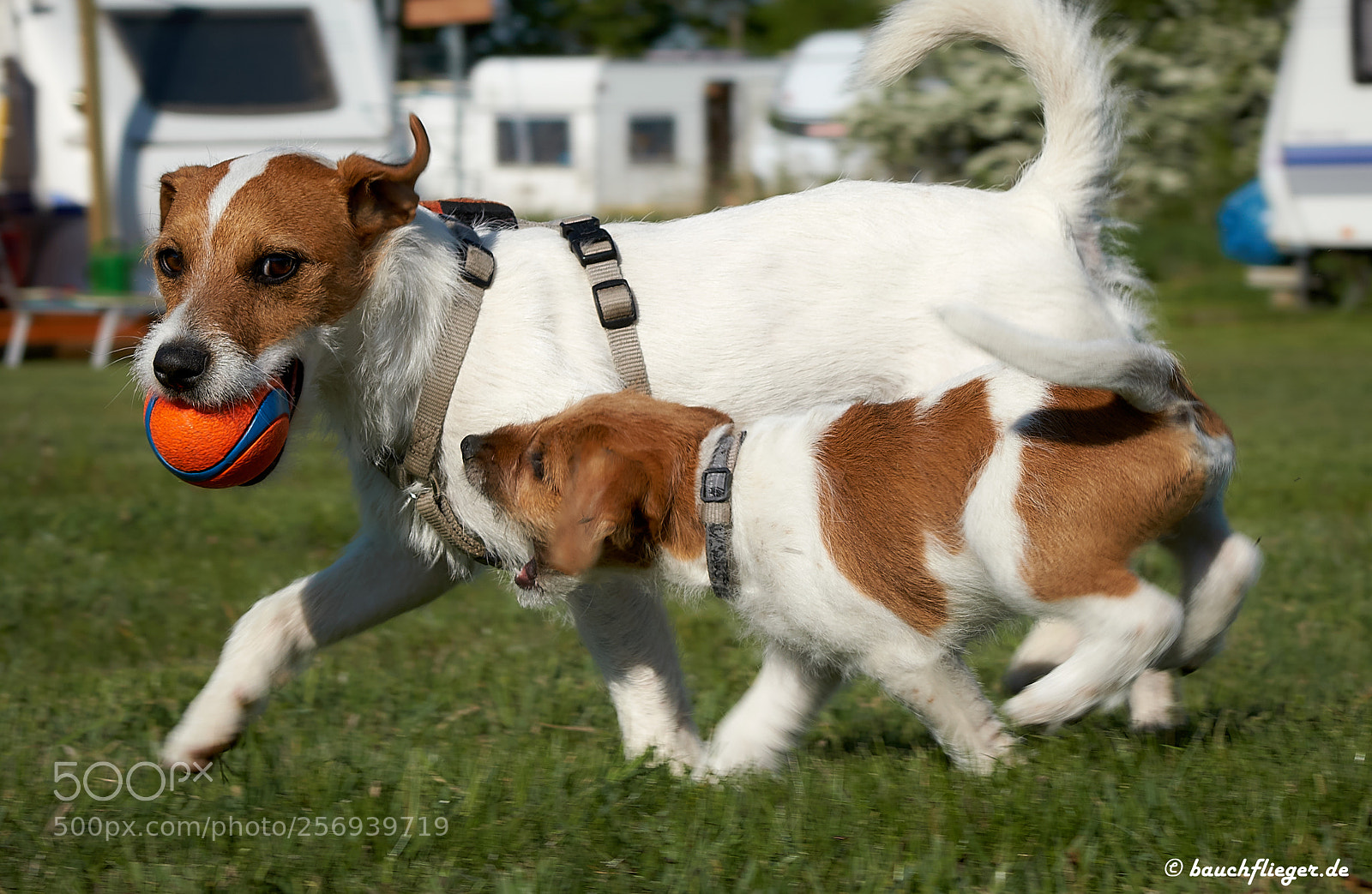 Sony a6500 sample photo. Theo, the dropzone dog photography