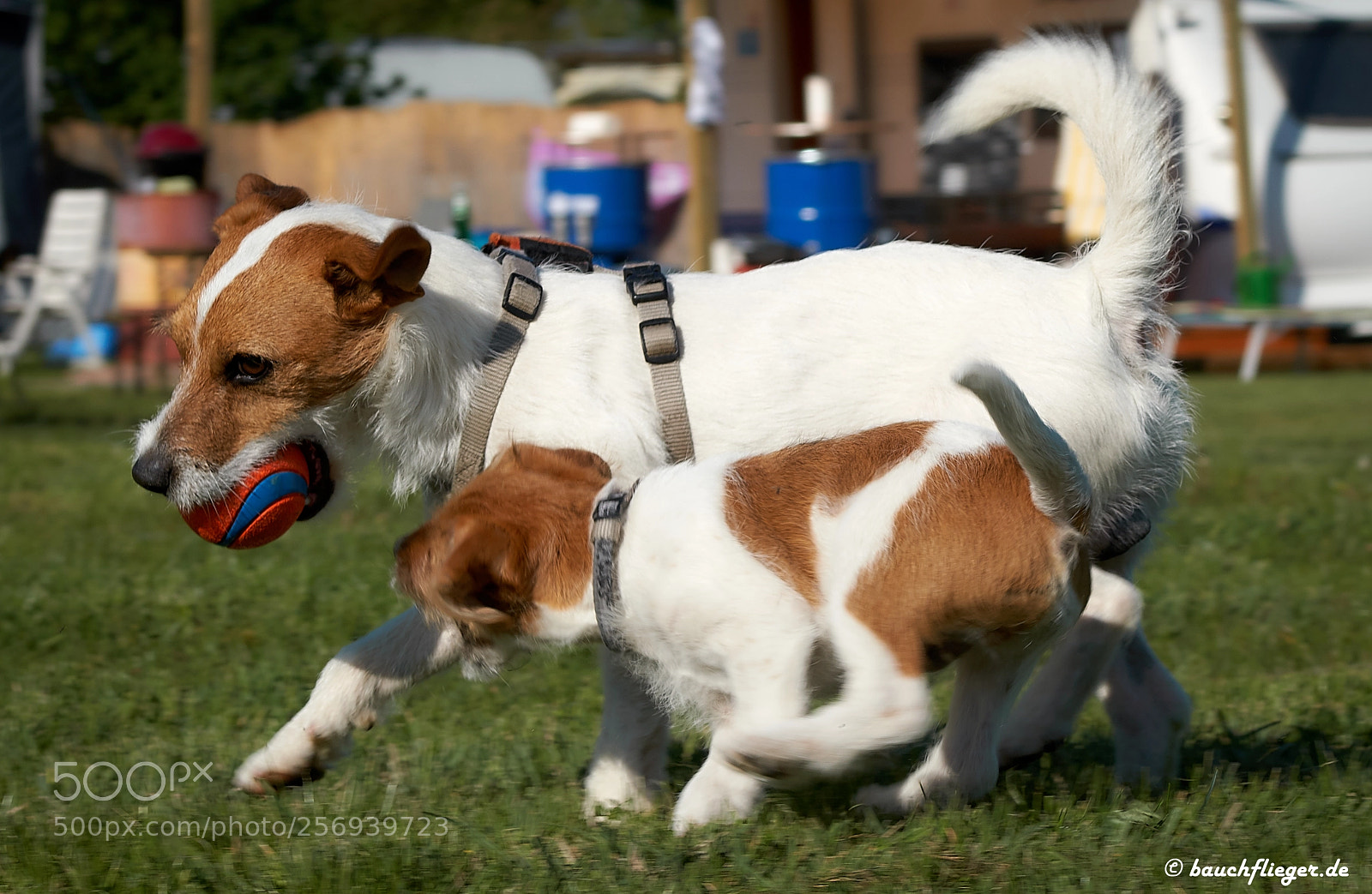 Sony a6500 sample photo. Theo, the dropzone dog photography