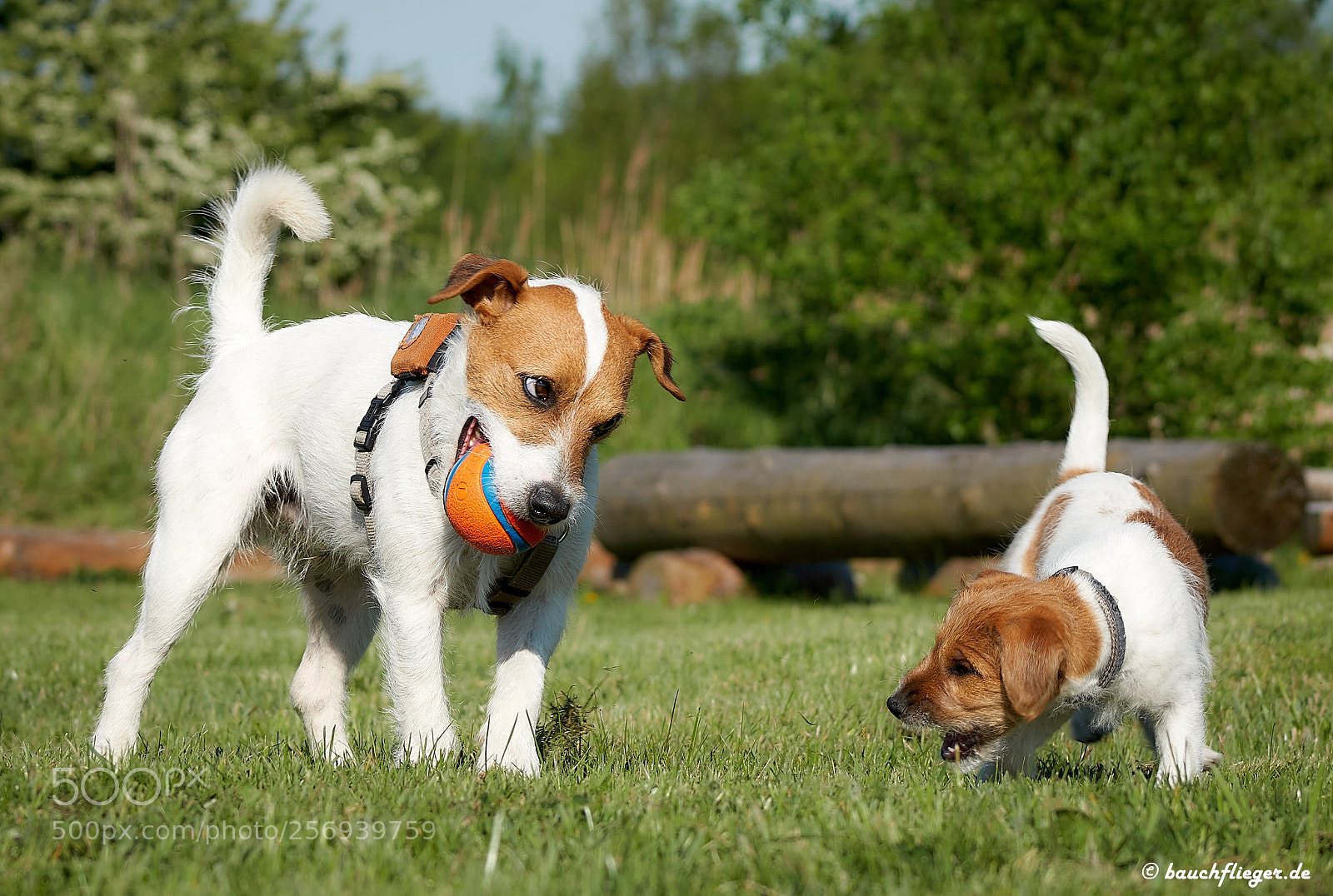 Sony a6500 sample photo. Theo, the dropzone dog photography