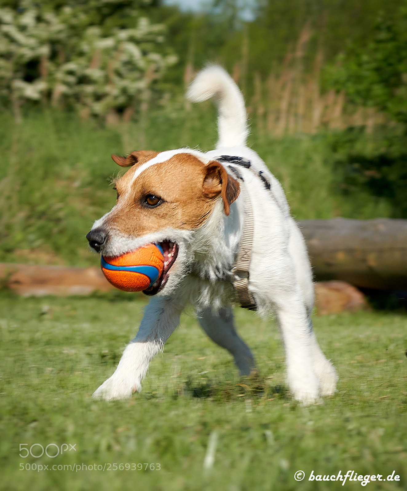 Sony a6500 sample photo. Theo, the dropzone dog photography
