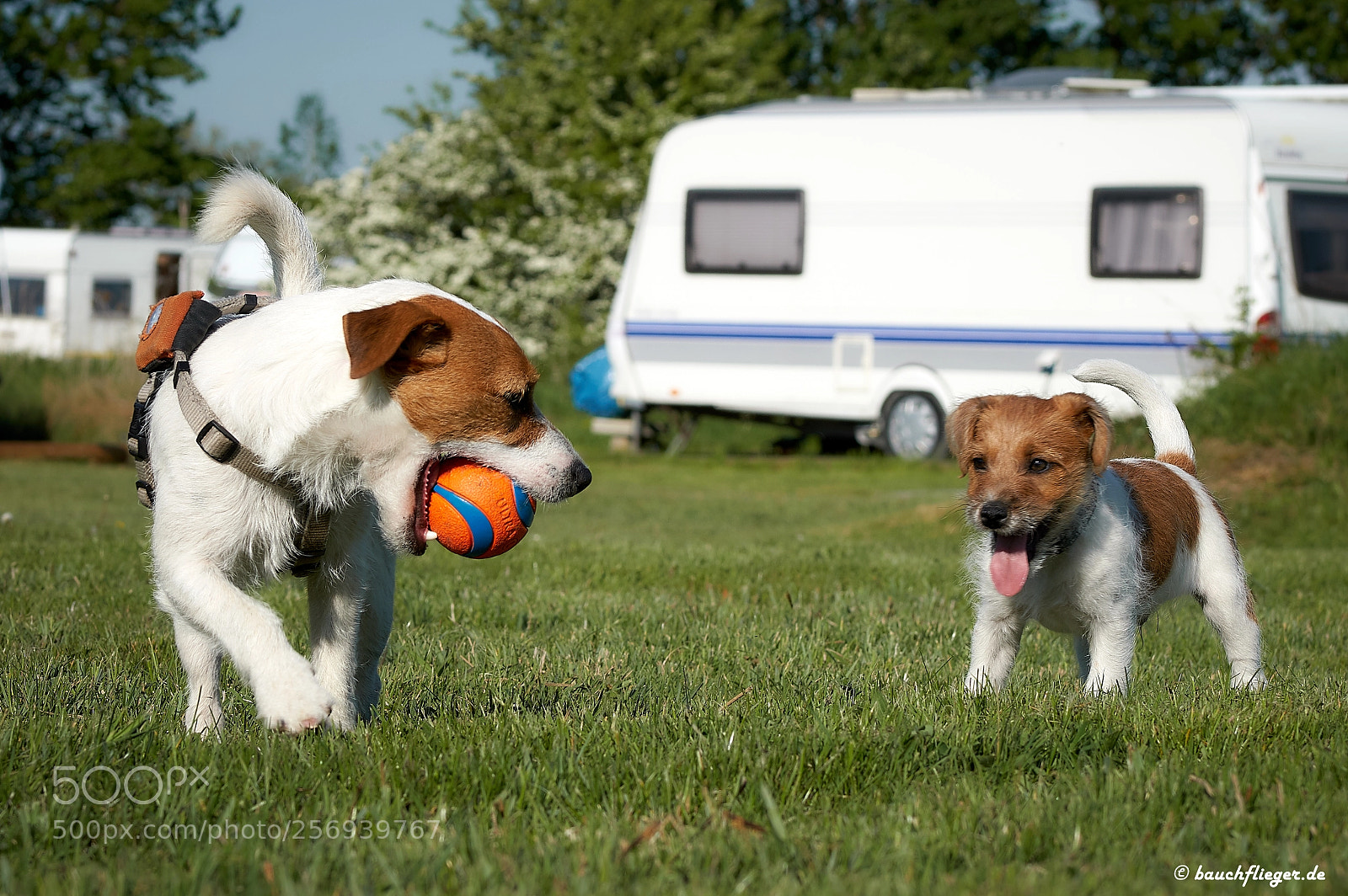 Sony a6500 sample photo. Theo, the dropzone dog photography