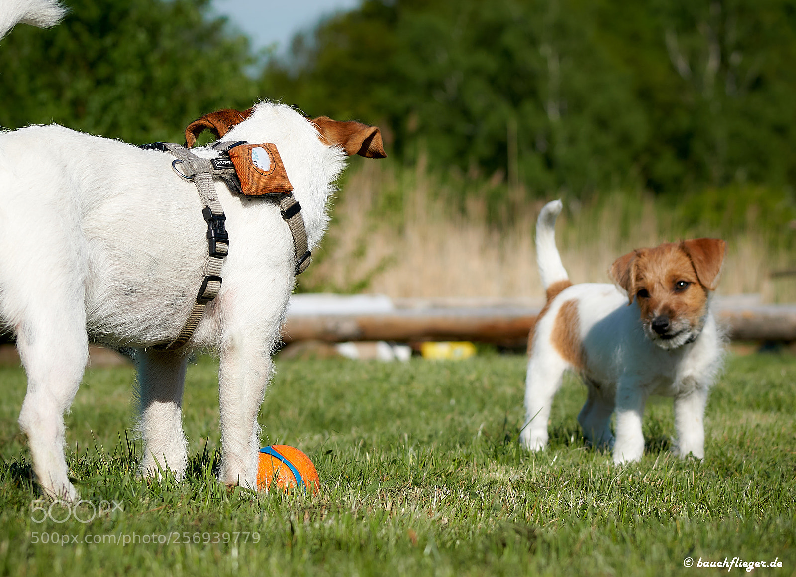 Sony a6500 sample photo. Theo, the dropzone dog photography