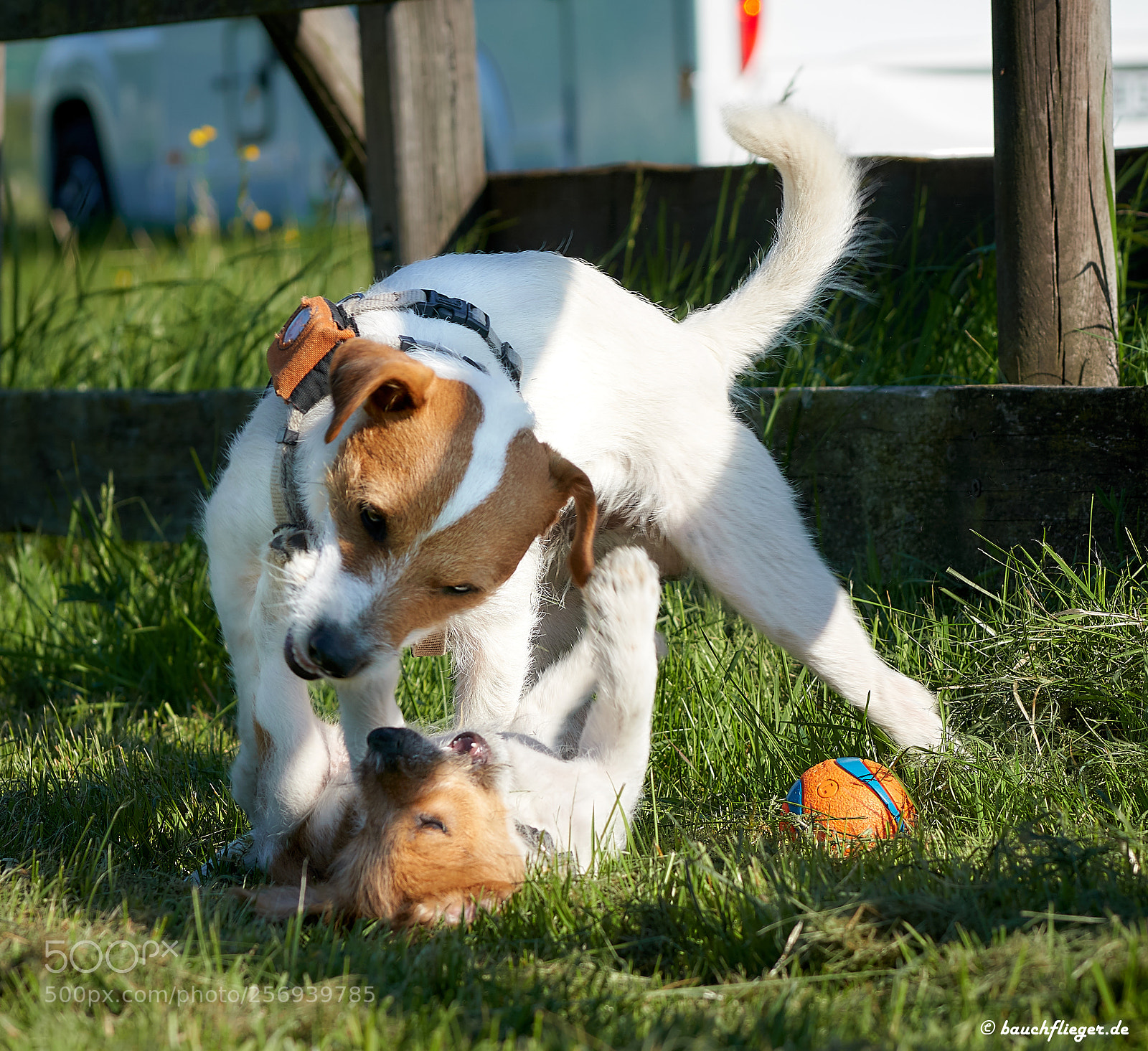 Sony a6500 sample photo. Theo, the dropzone dog photography