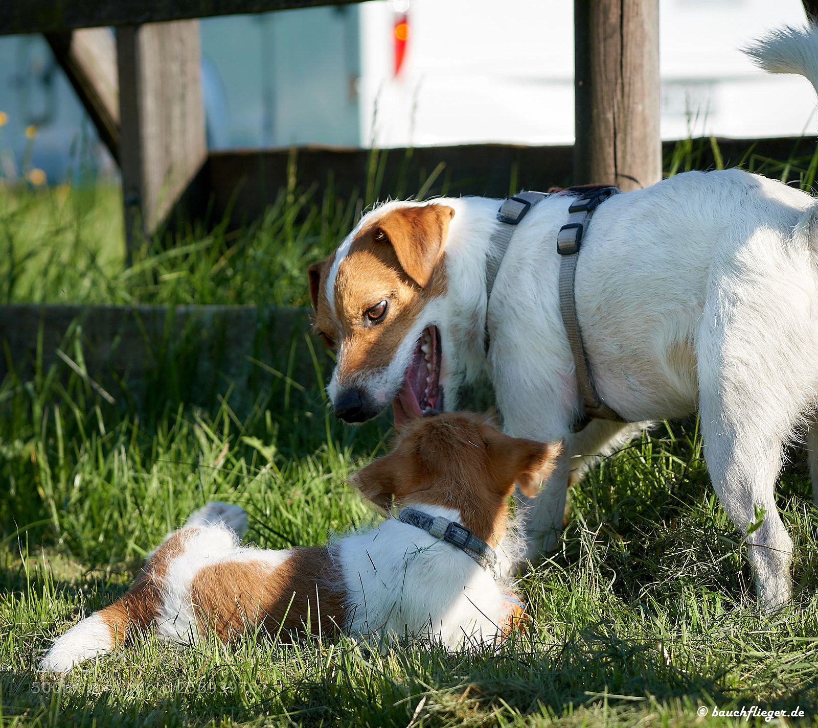 Sony a6500 sample photo. Theo, the dropzone dog photography