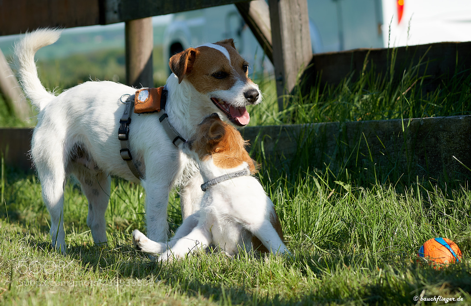 Sony a6500 sample photo. Theo, the dropzone dog photography