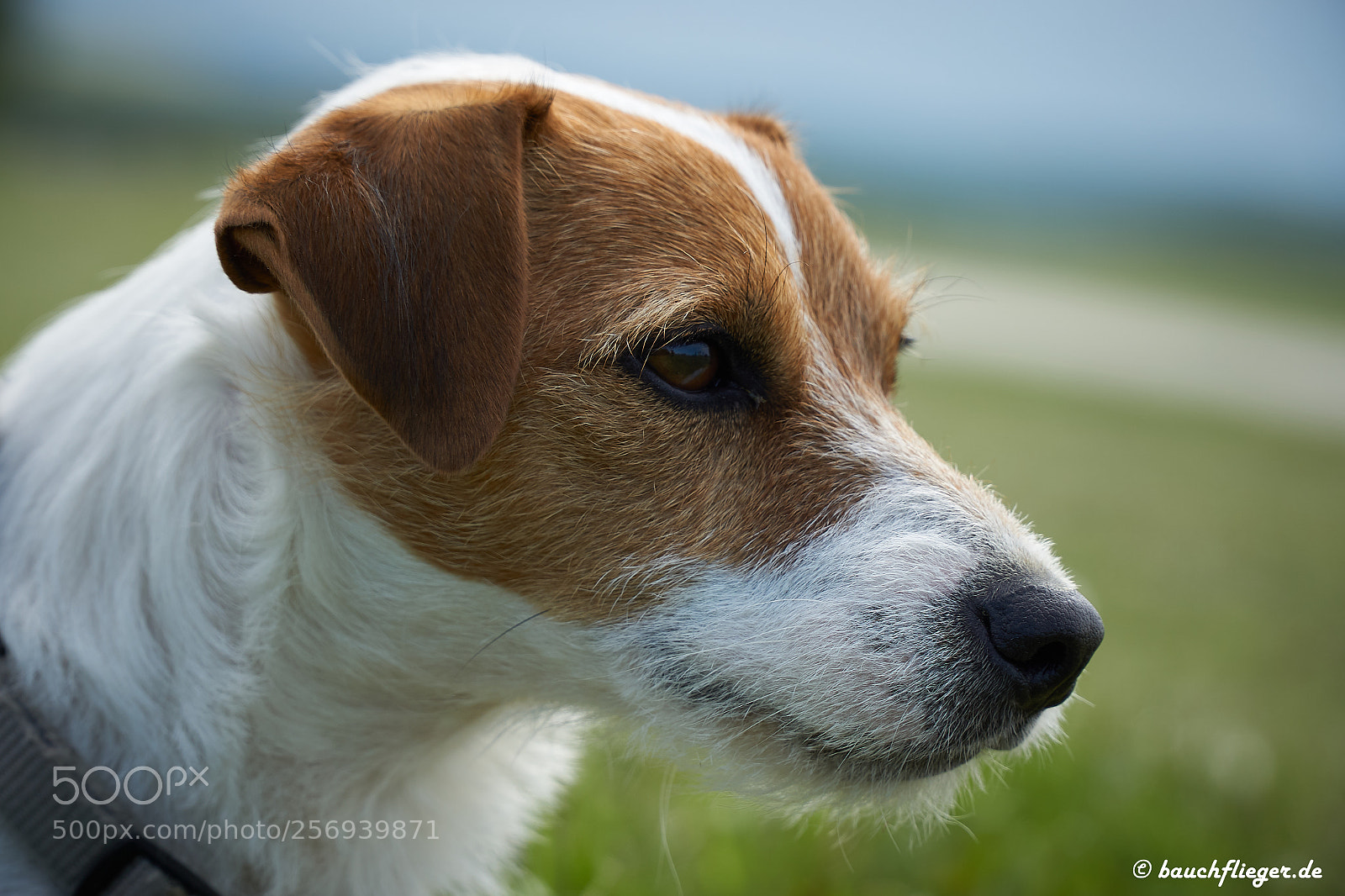 Sony a6000 sample photo. Theo, the dropzone dog photography