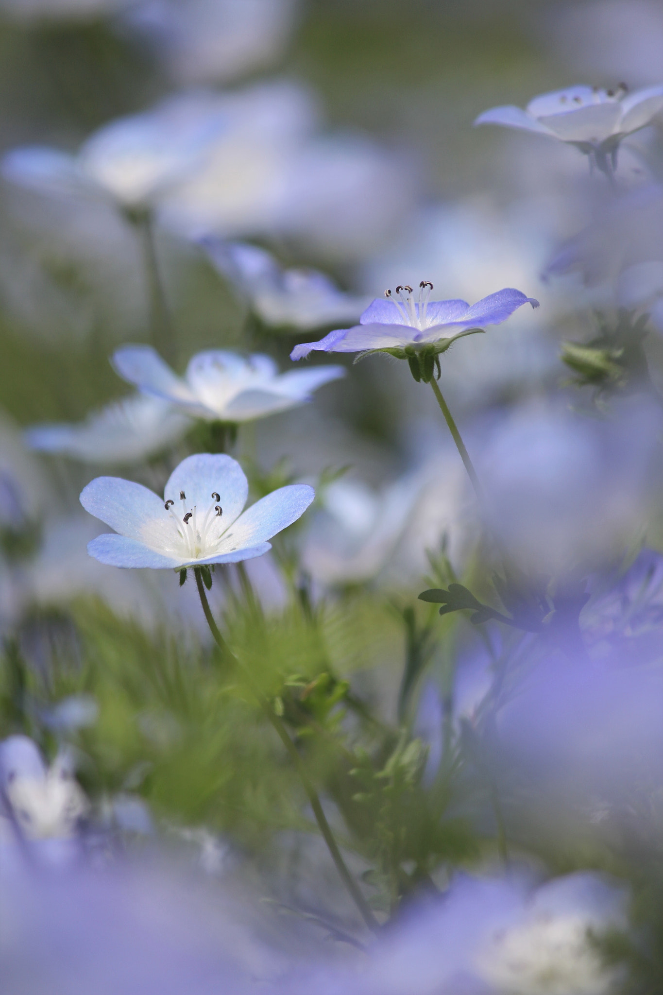 Canon EF-S 55-250mm F4-5.6 IS II sample photo. Flower garden photography