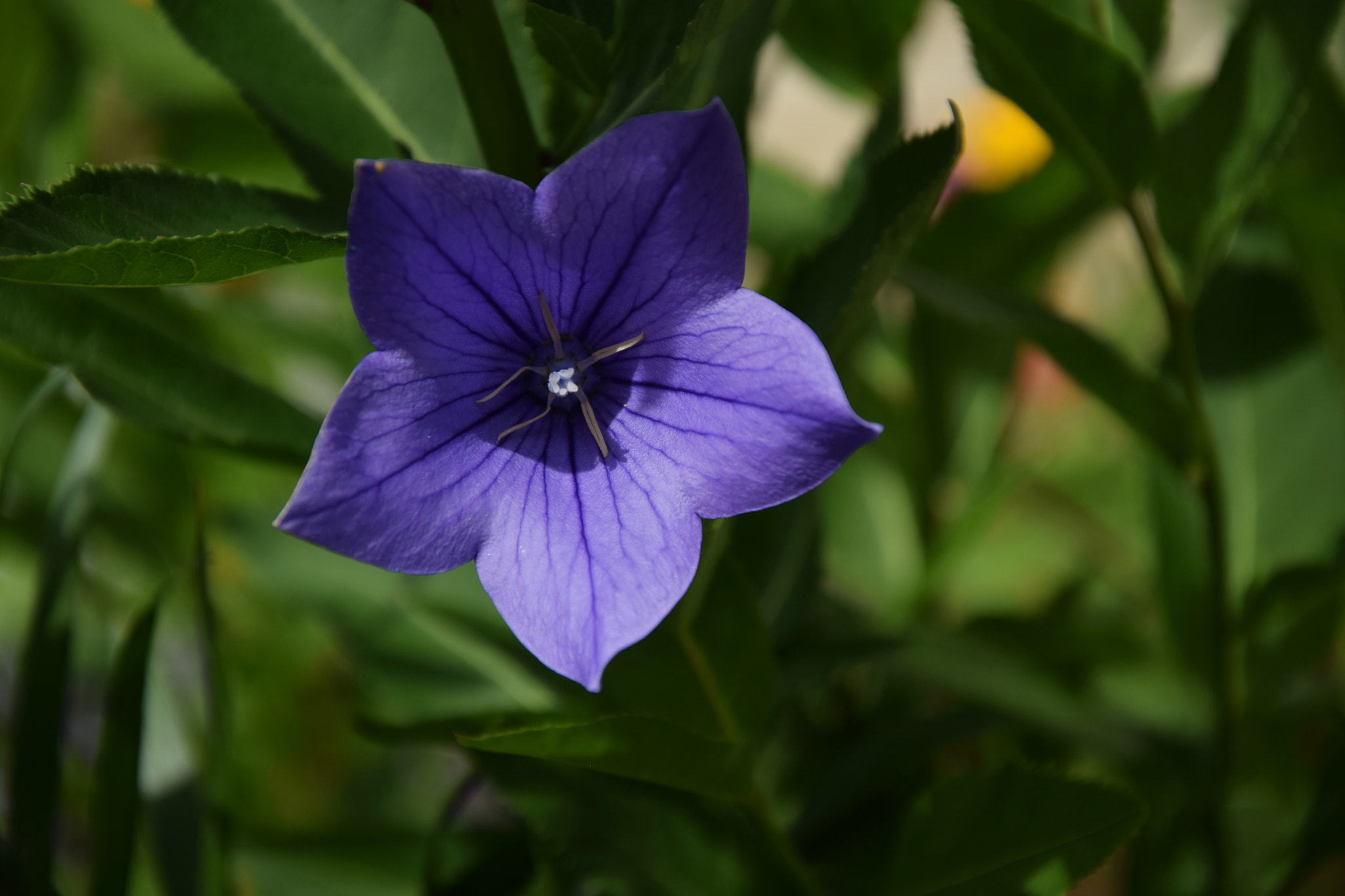 Nikon D3300 sample photo. In the center photography