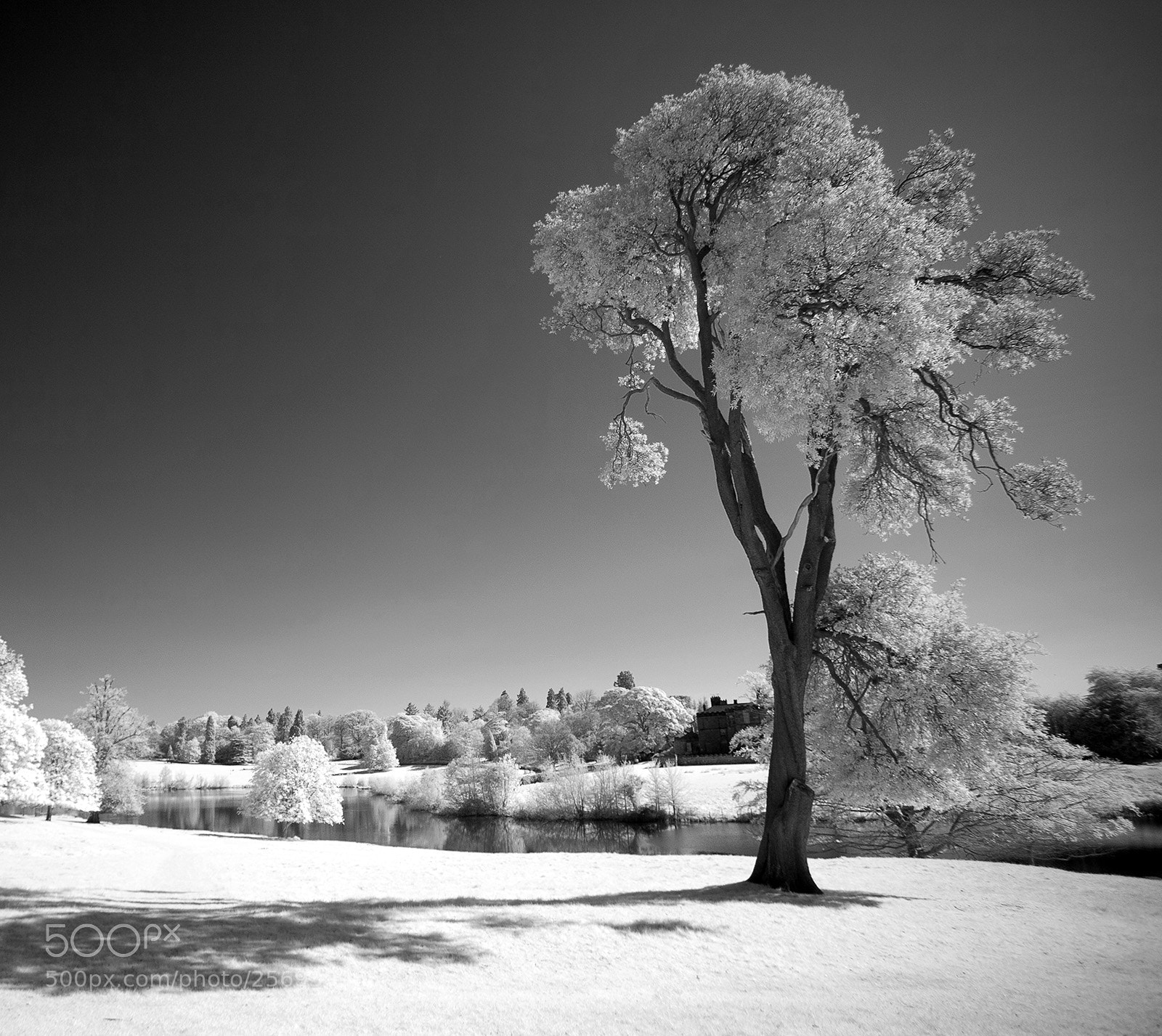 Canon EOS 5D sample photo. Tree in infrared photography