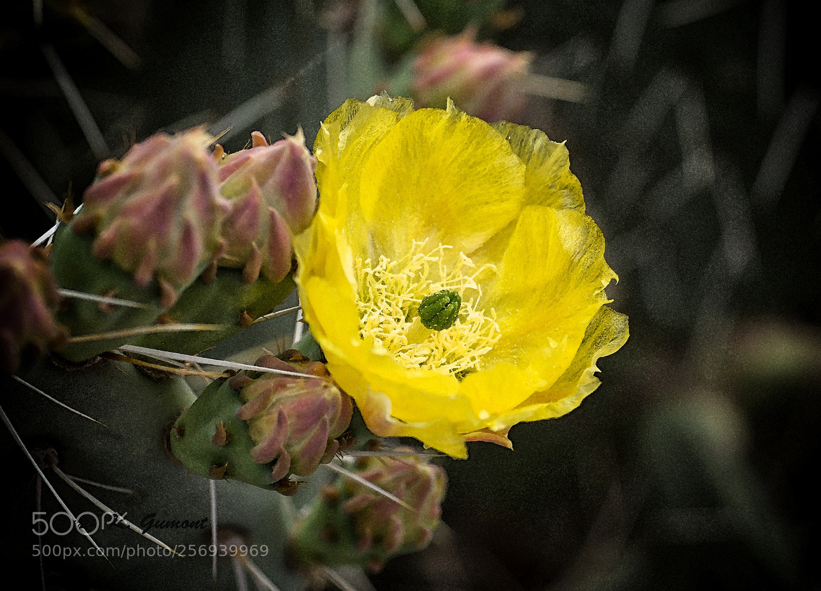 Sony SLT-A65 (SLT-A65V) sample photo. Yellow cactus flower photography
